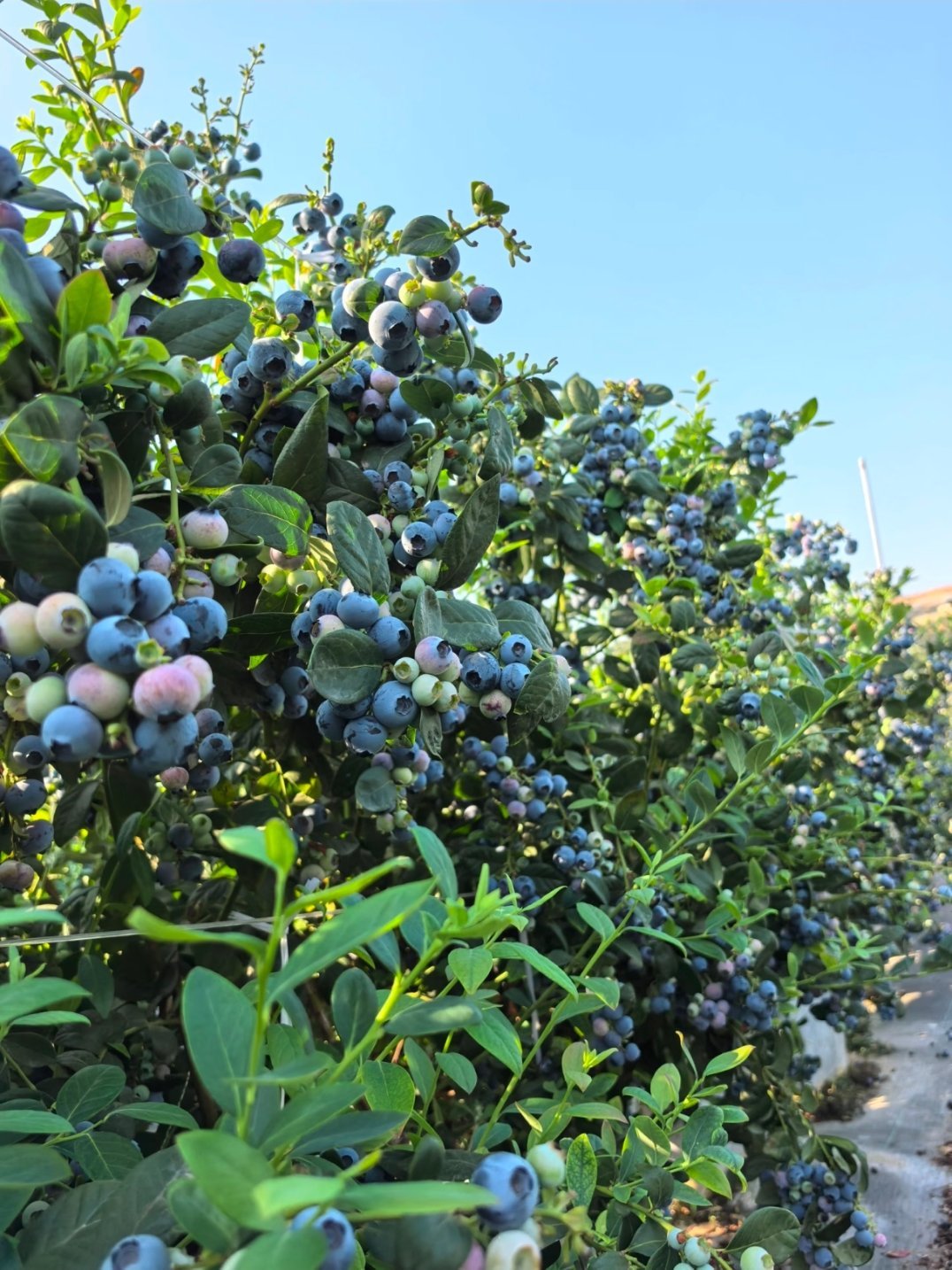 蓝莓价格大跳水了说真的，以前都是只敢买一小盒，直到看到云南、广西的水果价格我才发