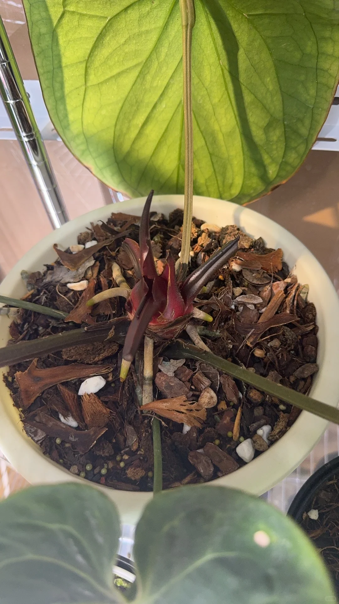 花烛求助！咋办呀！