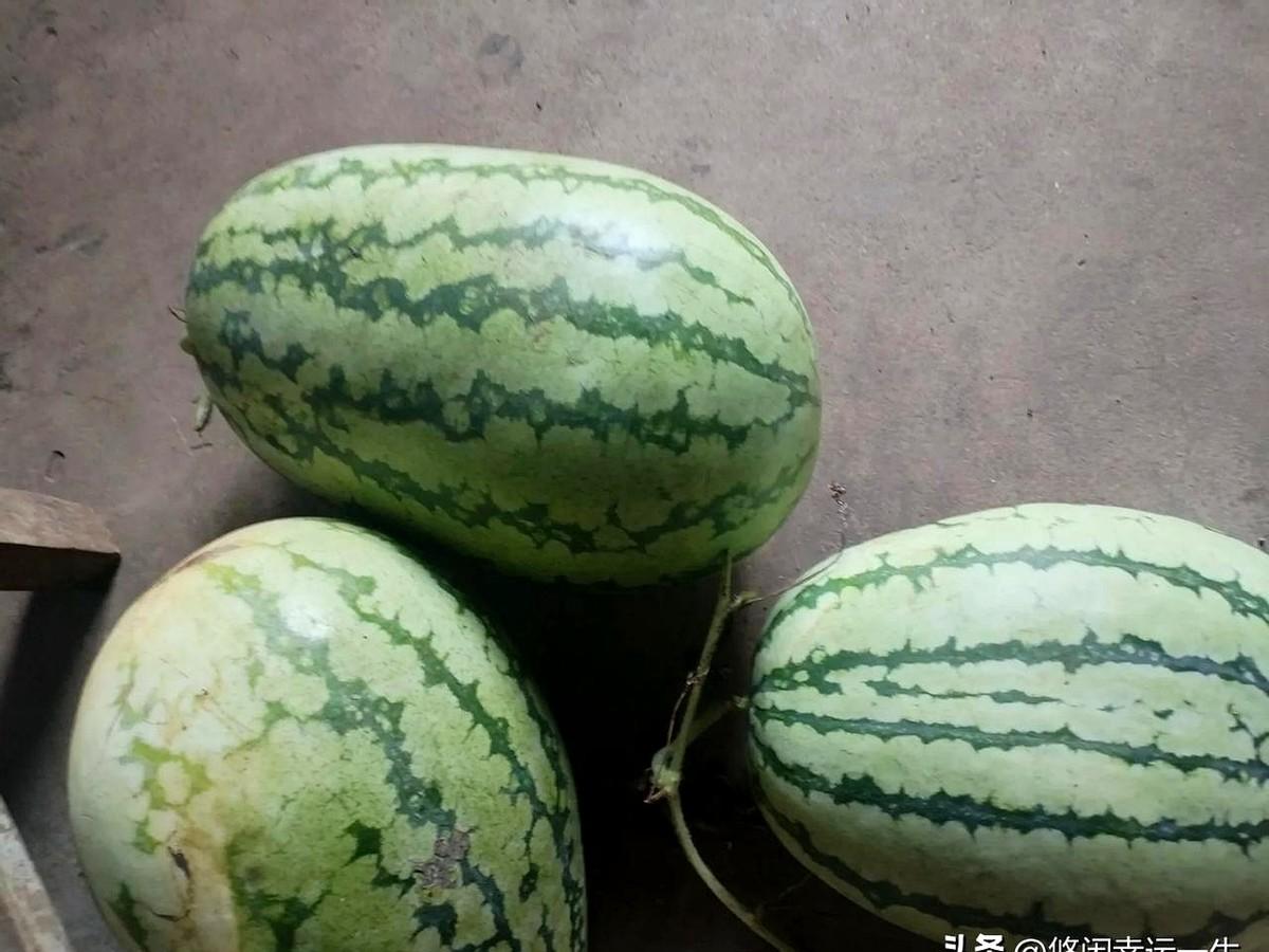 2毛一斤的西瓜，7.5一斤的猪，张利一家把200万债压在这两块牌上，赌的是中秋猪