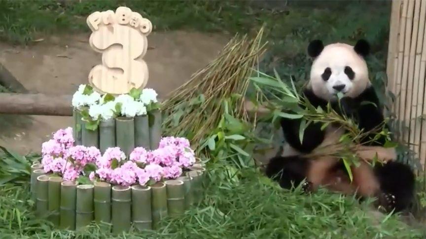 【生日快乐！旅韩大熊猫“福宝”3岁生日会 躺坐在蛋糕旁大快朵颐】7月20日，旅韩