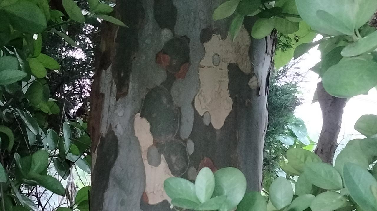 随手拍的花草树木法桐树的奇趣。