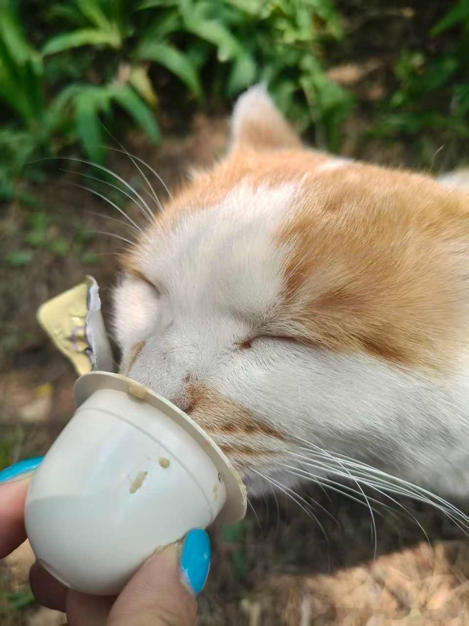 49390【丑猫】超绝大扁头和饕餮陶醉吃相。并且心灵丑在接受投喂后抓了高柱的朋友