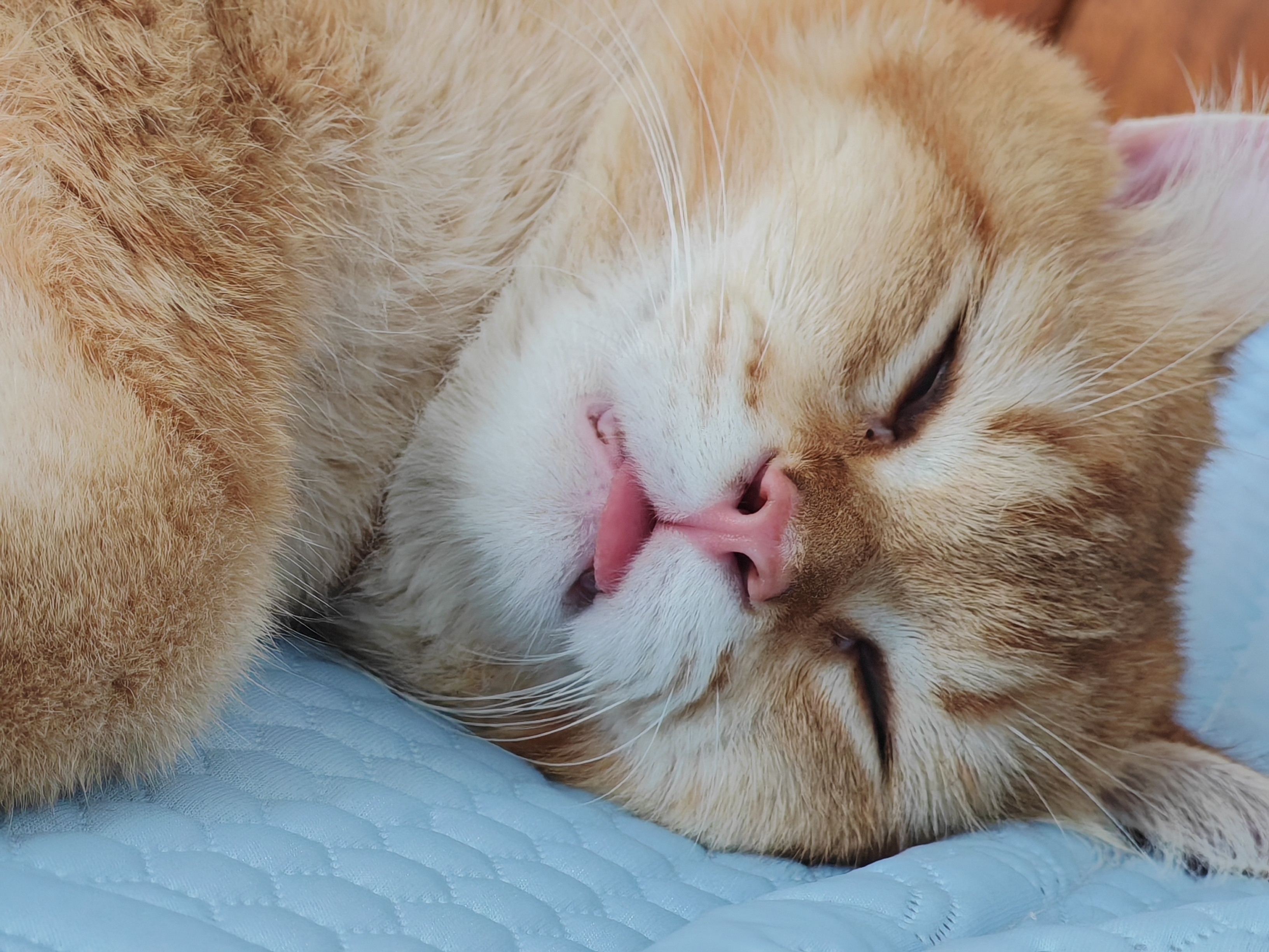 👅午安宠物猫