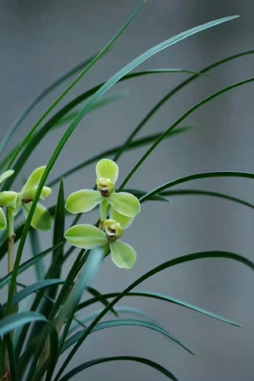 幽兰生前庭，含熏待清风——陶渊明《饮酒·十七》‌：以兰自喻，表达守志待时的隐逸情