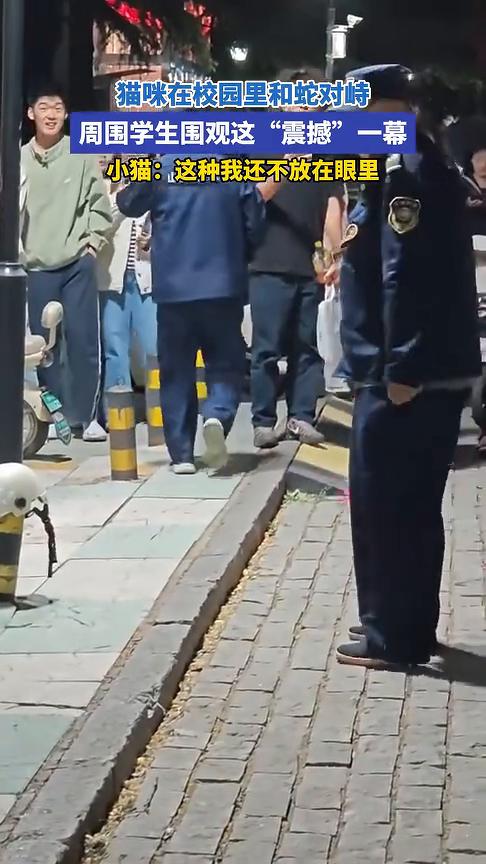 猫咪在校园里和蛇对峙，周围学生围观这"震撼"一幕。
来源：愤怒的包子。
小猫：这