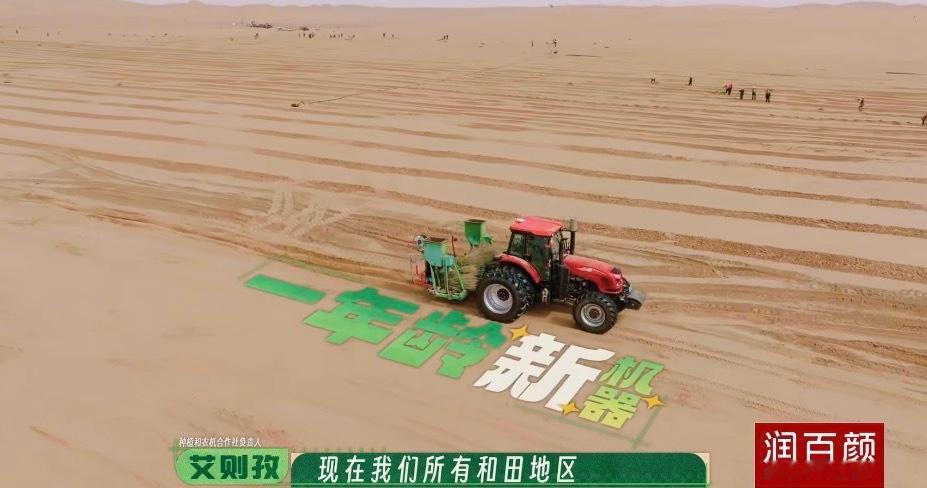 种地吧沙漠种玫瑰沙漠种玫瑰，深知防风固沙重要。四人一组种沙枣，两人一组栽玫瑰，再