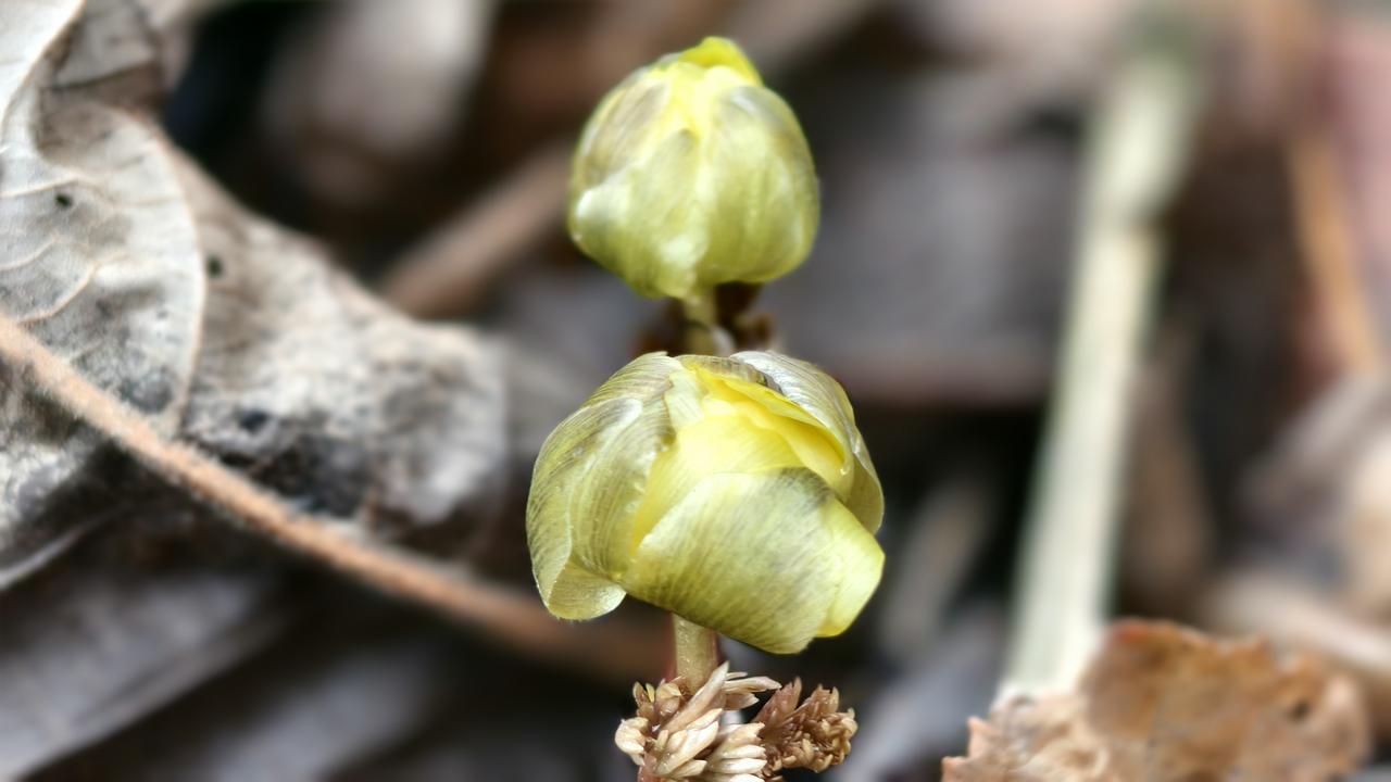 四月的东北，春寒料峭，冰雪尚未完全消融。就在这乍暖还寒的时节，有一种小花，偏要顶