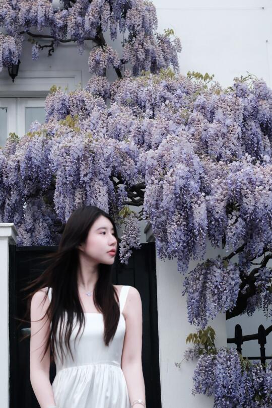 在四月的伦敦 偶遇紫藤萝瀑布