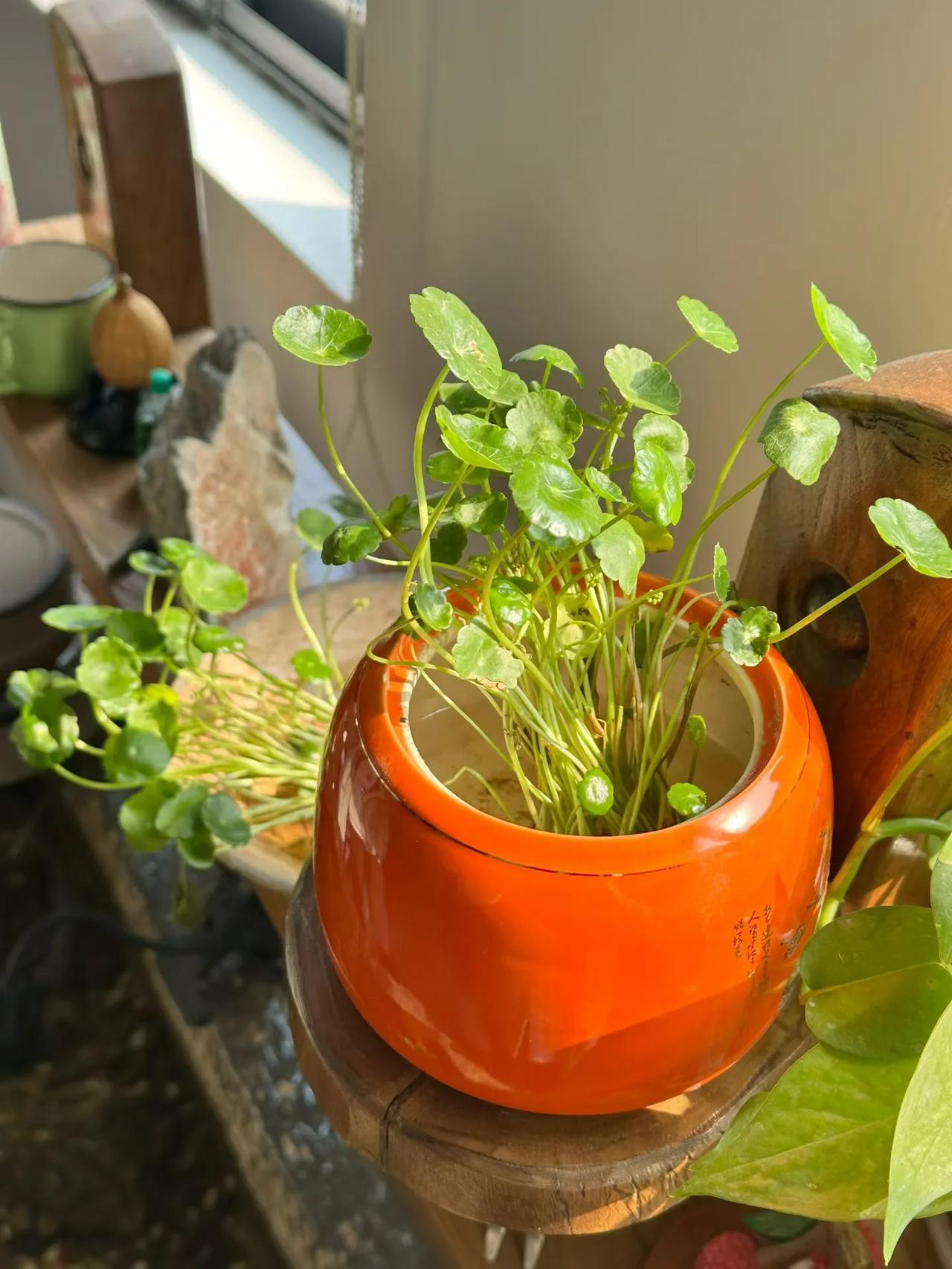 事缓则圆，人缓则安。