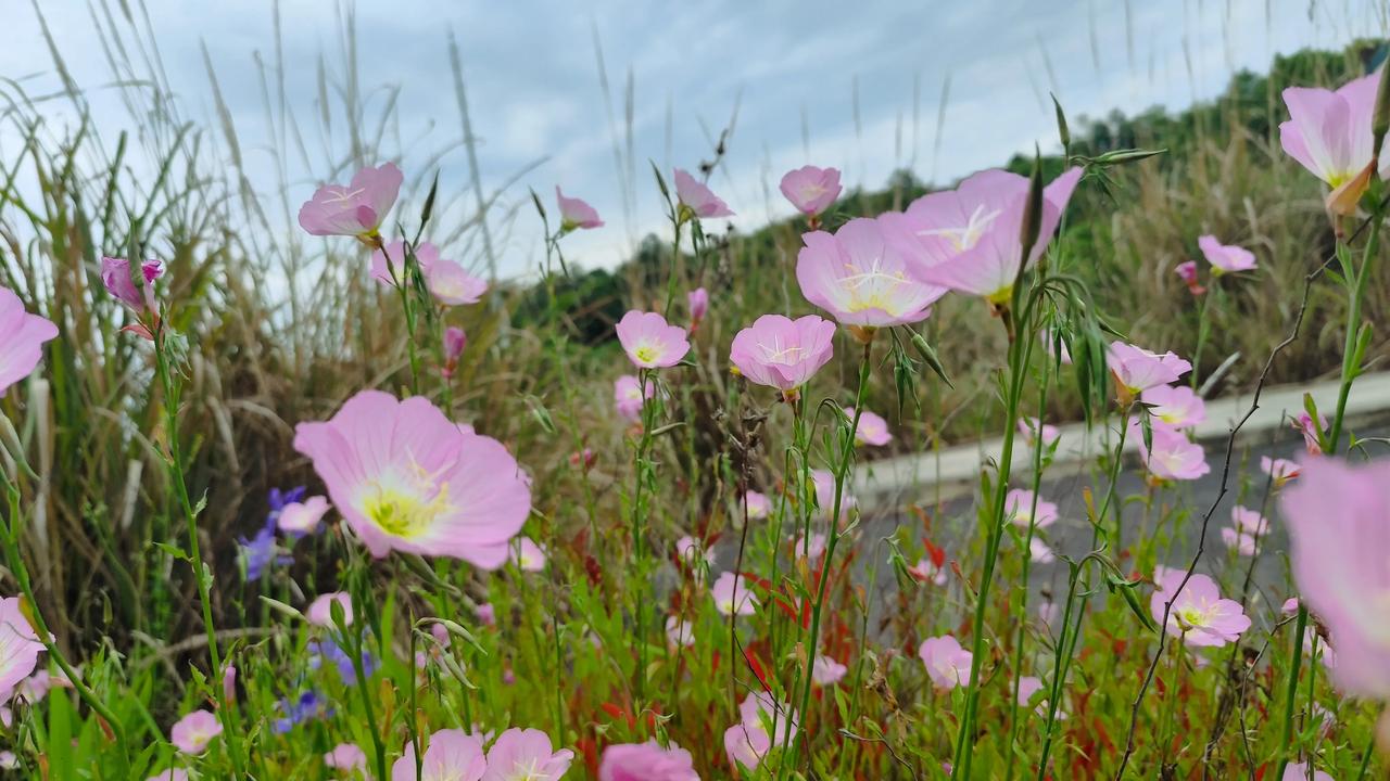 春日生活打卡季春日花花真漂亮分享你随手拍的好看照片
