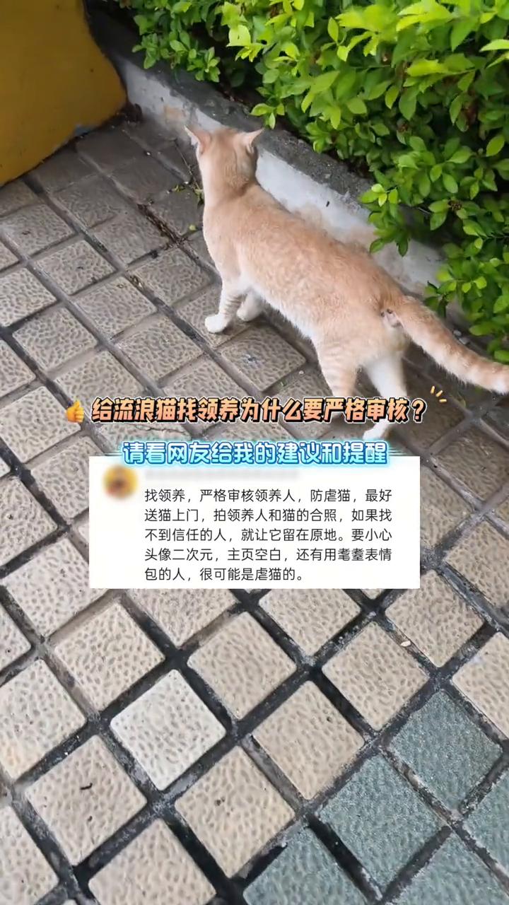 给流浪猫找领养为什么要严格审核？请看网友给我的建议和提醒。
找领养，严格审核领养