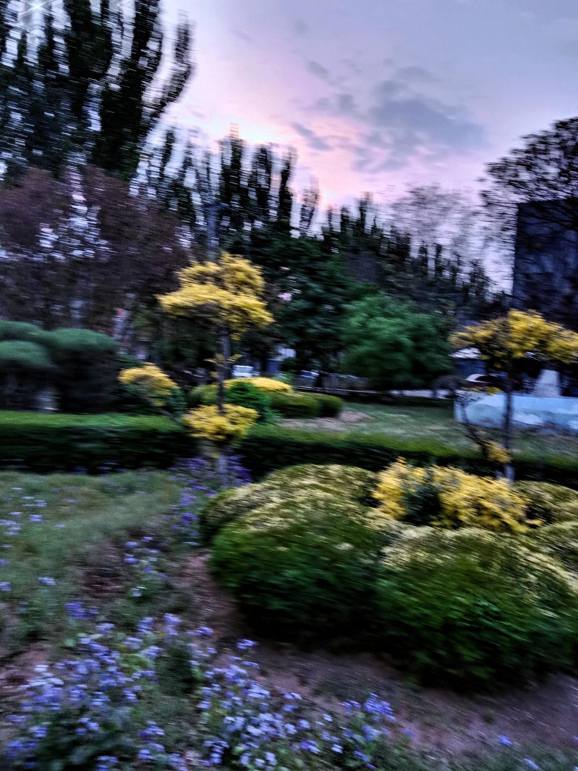 傍晚散步随手拍春日美景。