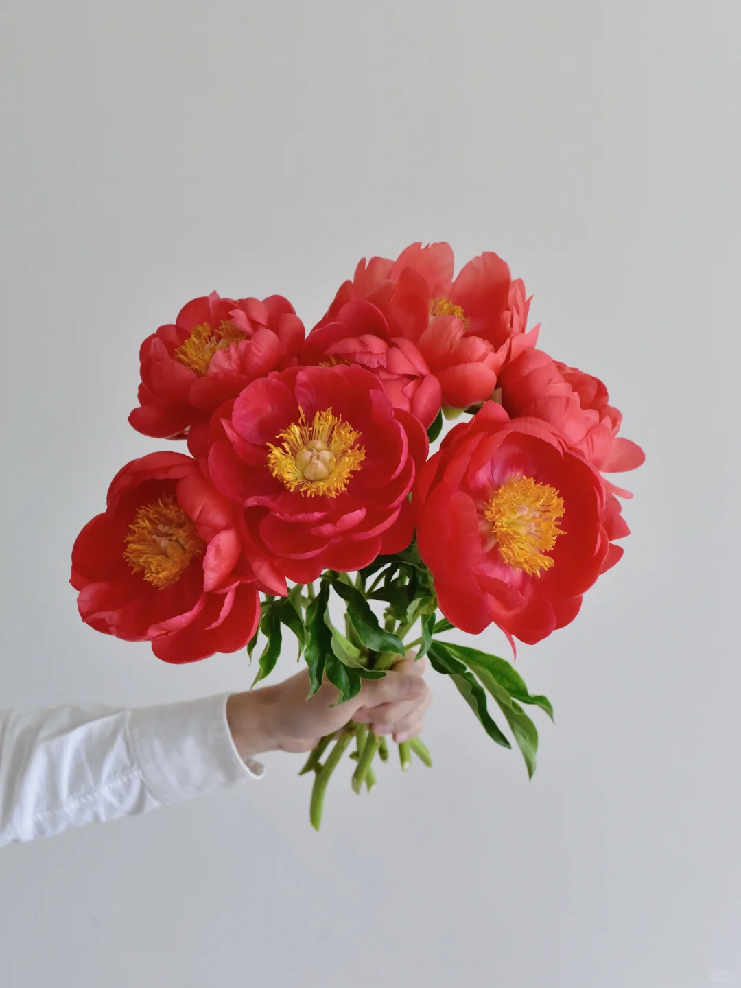 芍药·魔法珊瑚