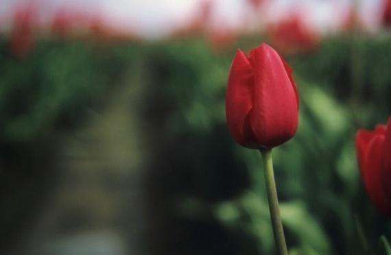 一位美女儿媳妇说：“我是儿媳妇，结完婚才知道，只有婆婆买的房，你可以随便住的，只