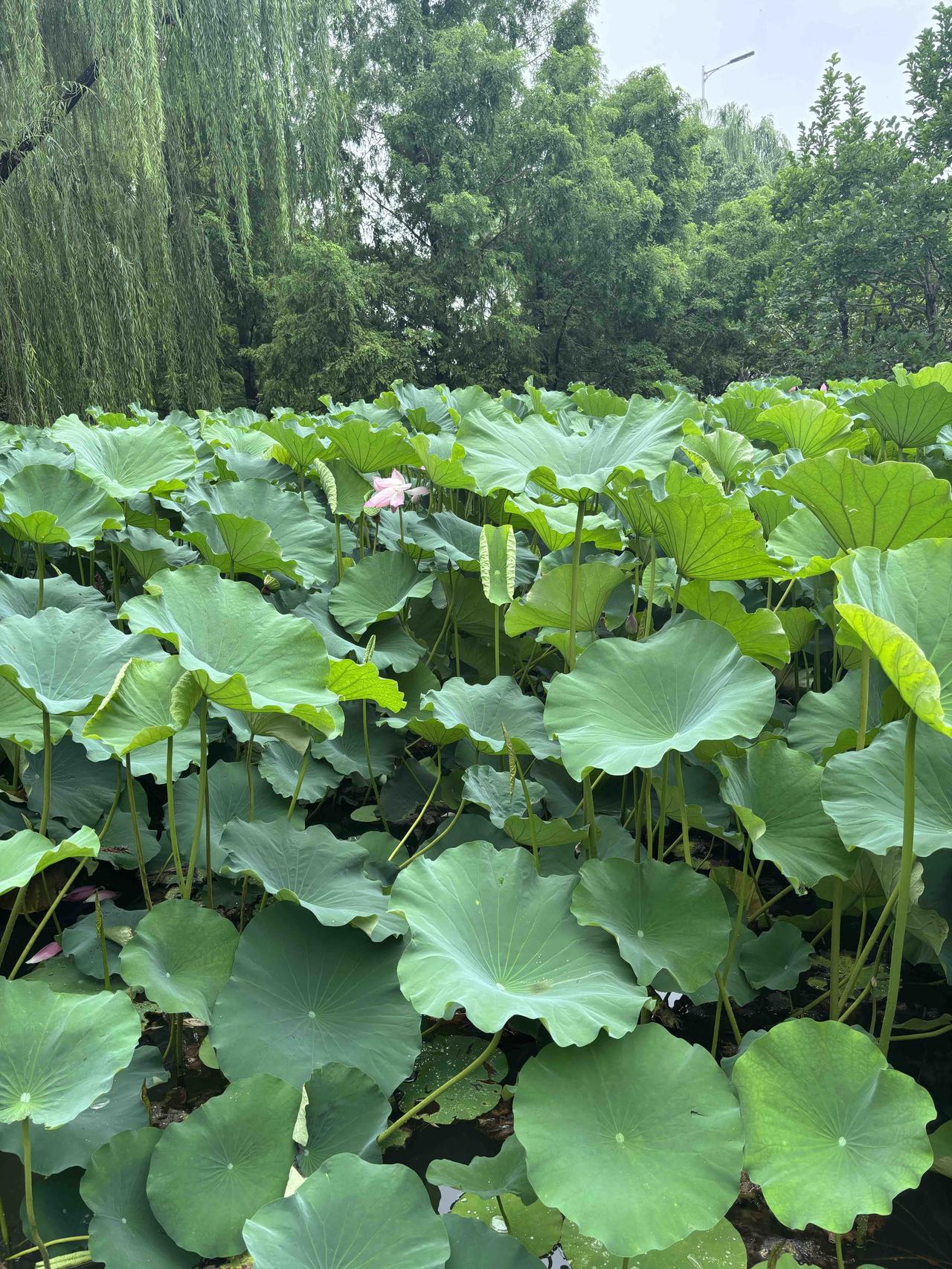 清平乐•滨河佳趣 
 
文/熏墨
长河悠漾，两岸青林旷；榆桥茶榭风光朗，隐隐莺声
