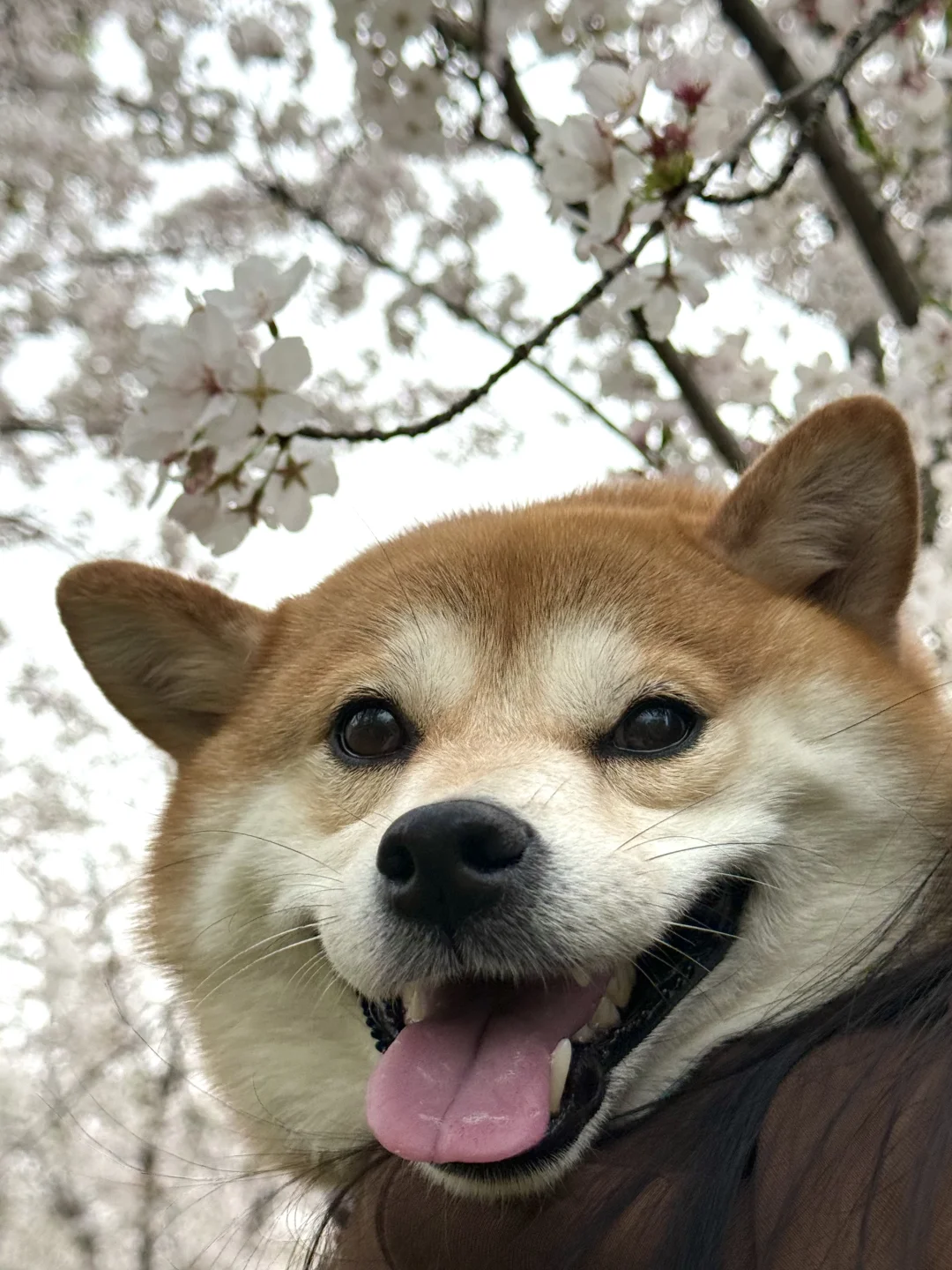故乡的樱花ʕ·ᴥ·ʔﾉ🌸