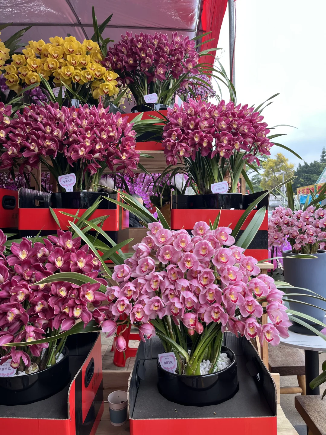 香港全城配送|精品惠蘭