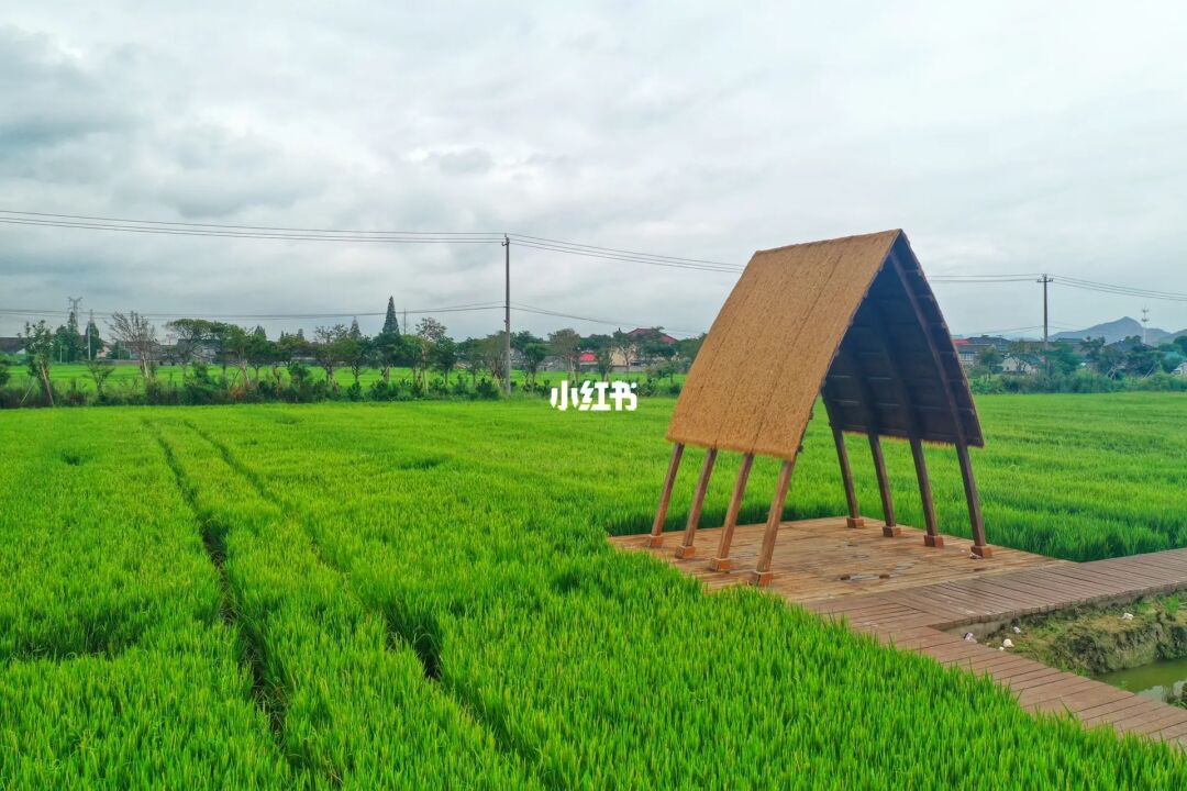 藏不住了，宁波半浦村 稻田美如画