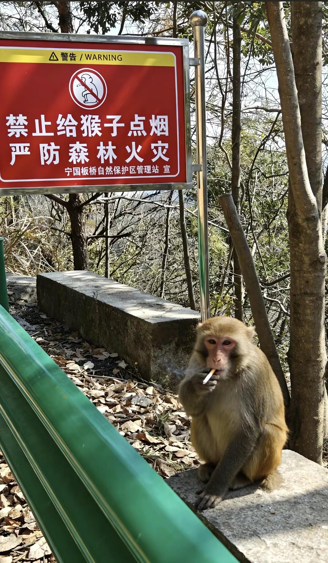 禁止给猴子点烟，严防森林火灾！

落款是宁国板桥自然保护区管理站，既然保护区会贴