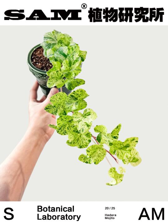 莫吉托常春藤｜Hedera Mojito