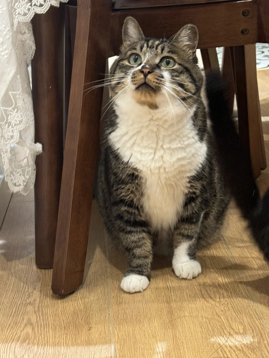 争霸一方狸花，长成肥嘟海参秘籍是？妙三多