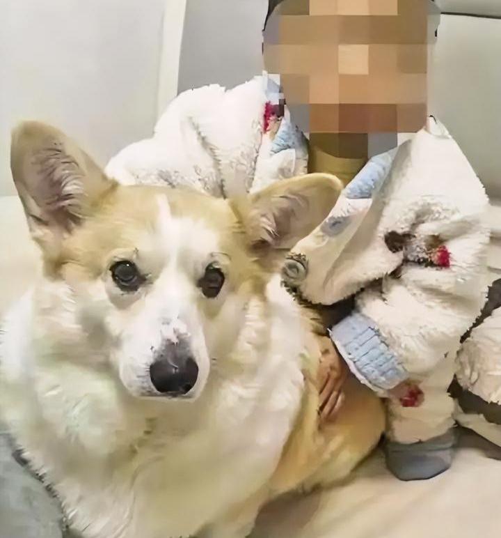遛狗比孩子还重要？
为了遛狗把2岁孩子独自留在家中，孩子妈妈得知噩耗后打了丈夫，