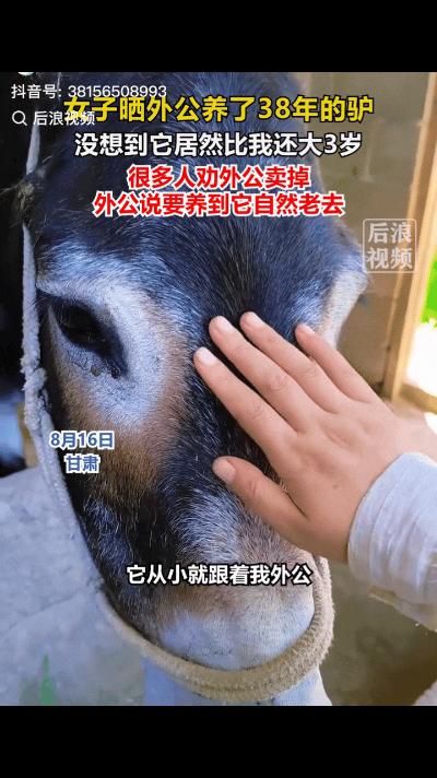 万万没想到，甘肃一户农家的一头毛驴，今年已经 38 岁，成了当地远近闻名的 “长