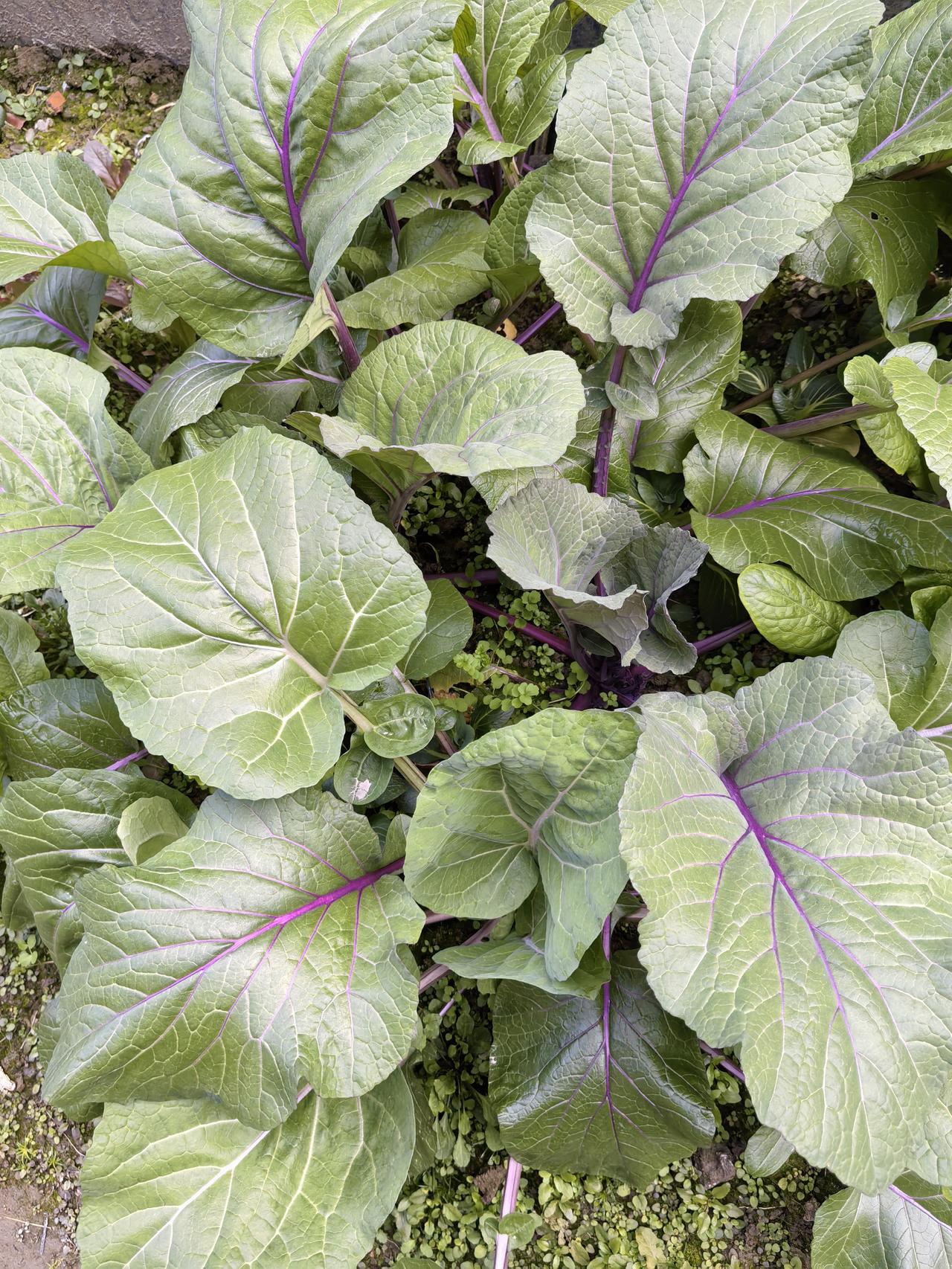 浙江人的女儿结婚，很多父母会给女儿房子；没有房子就给买车子，没有车子就给现金。