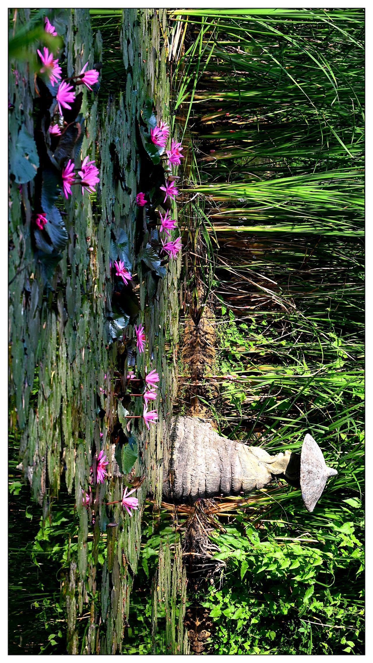 水上花