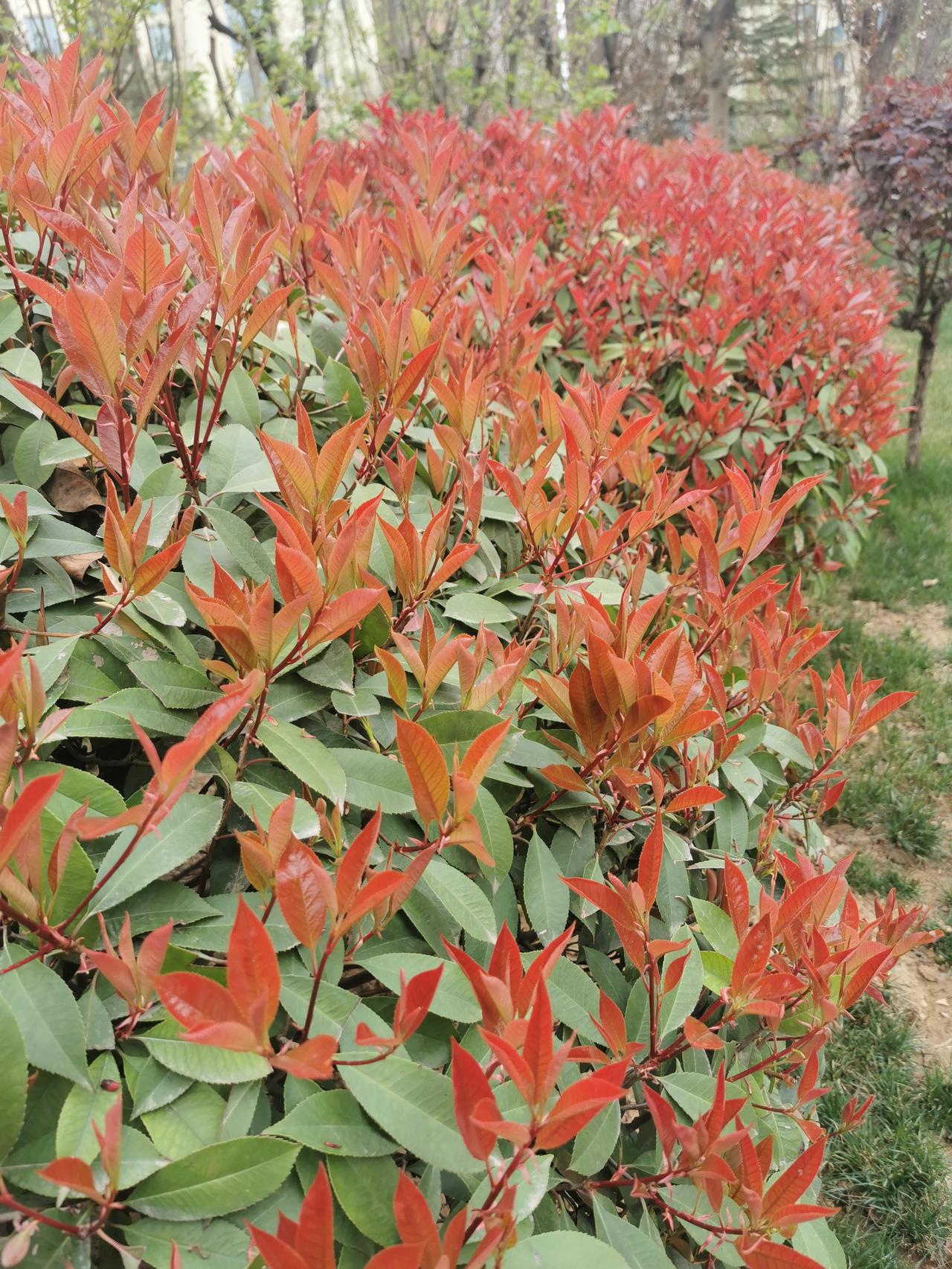 啥叫生机勃发！
    你看，院子里的石楠，只有几天时间，就已经把嫩嫩的枝丫长高