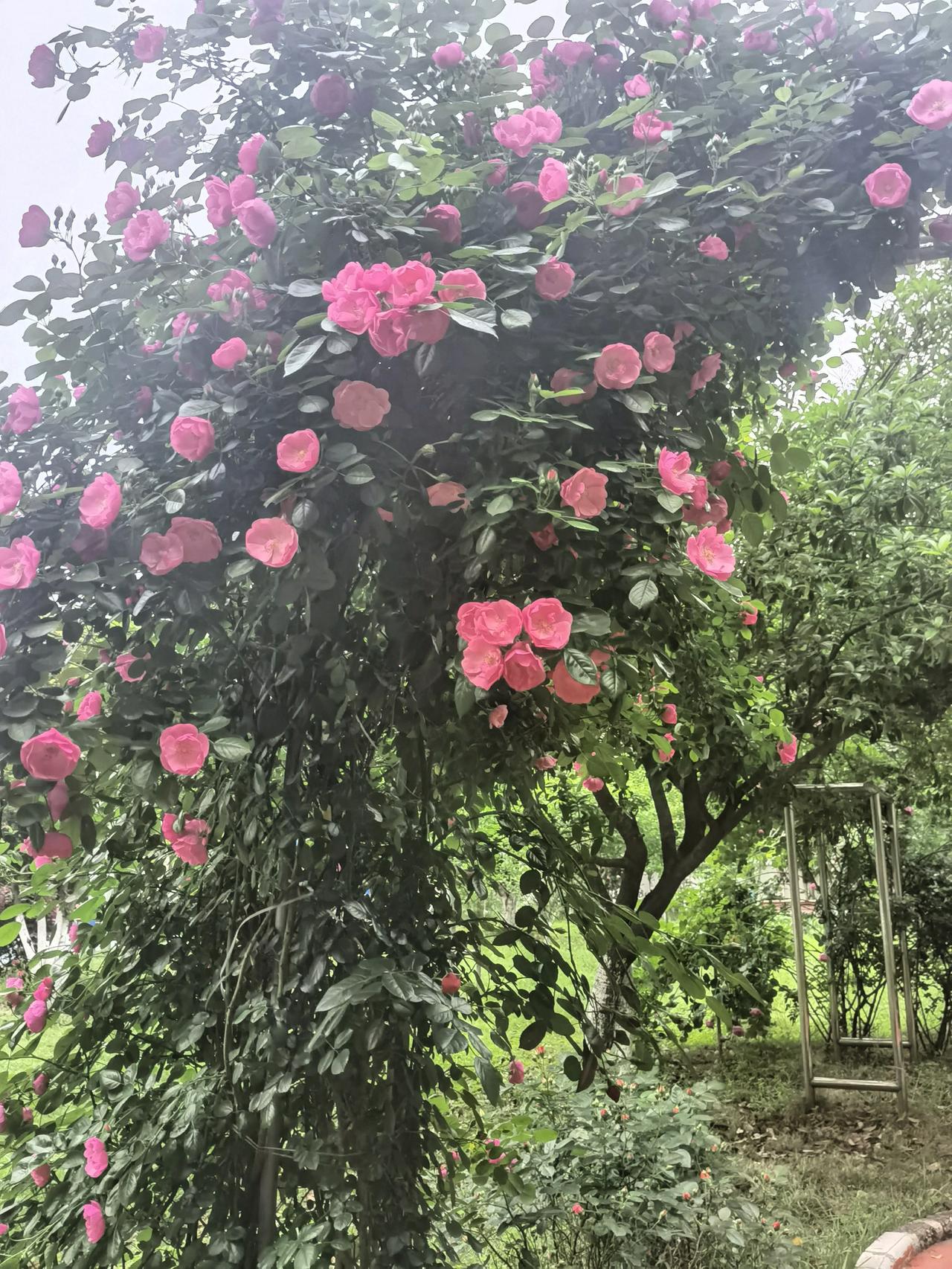 晒图笔记大赛生活小区环境优美，每天走路锻炼看见花儿不由自主地拿起手机随手拍照记录