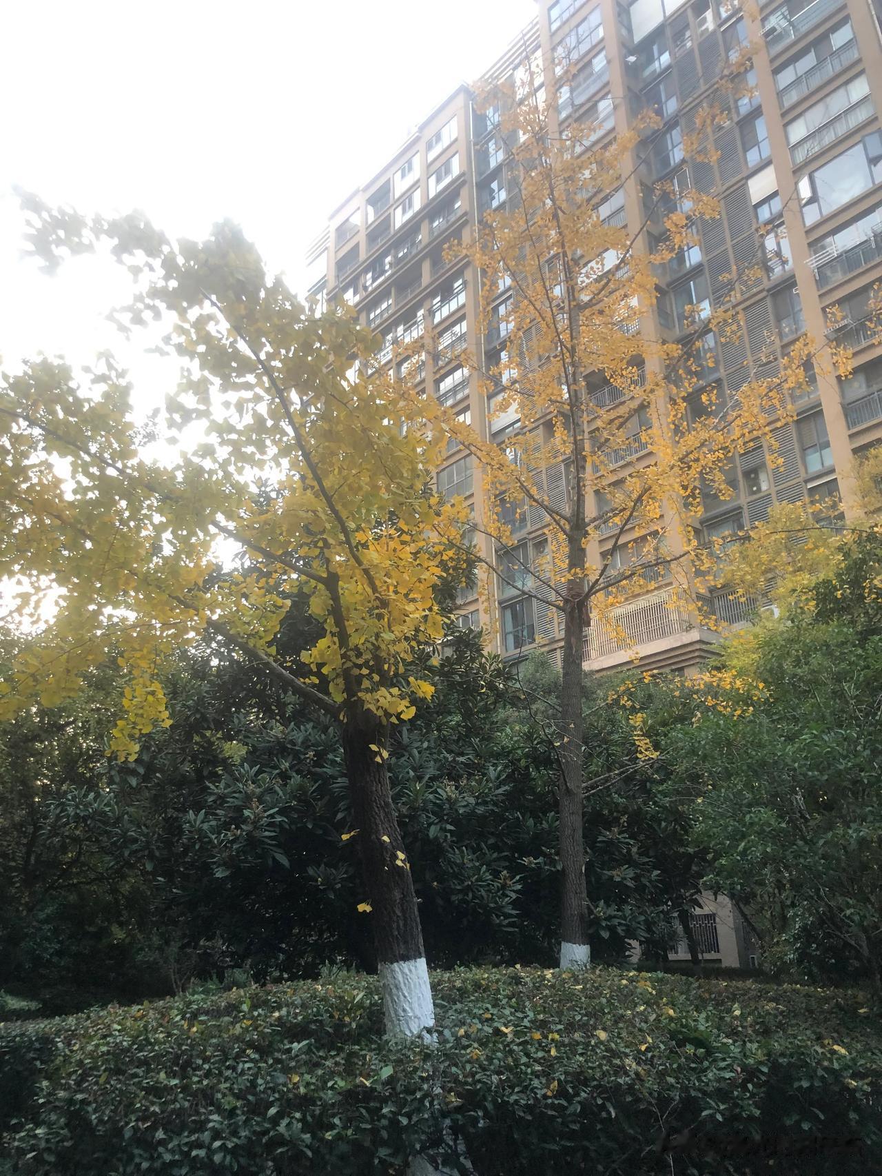 萧索冬日里也有惊艳，留心看，生活处处有美景！[玫瑰][转圈][跳跳]#初冬该有#