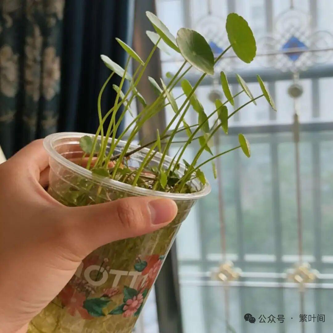 萌趣多肉植物，可爱又治愈！🌱💚