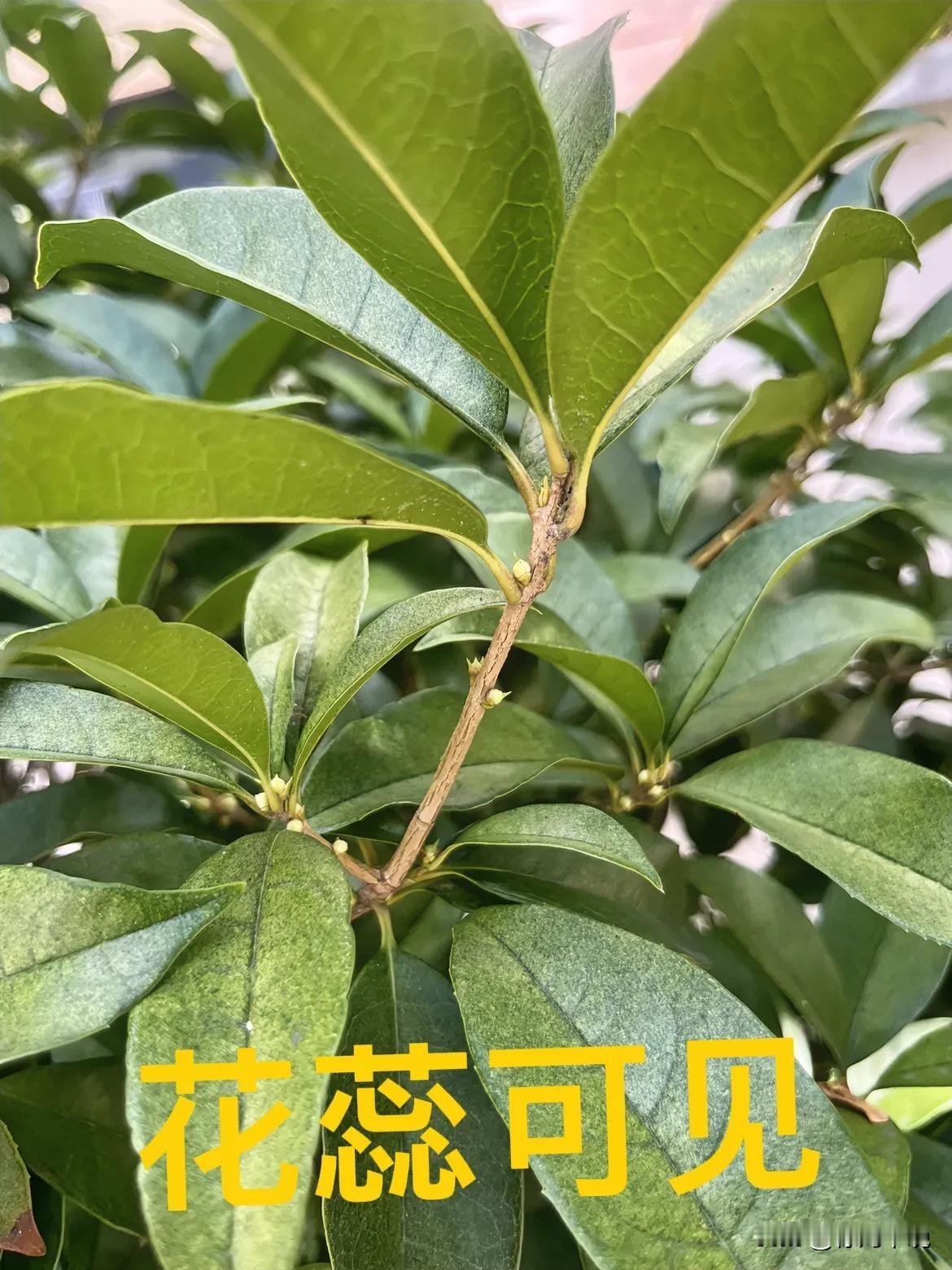 #8月桂花不开# 
大江南北都说今年天气反常
桂花不开花
早上出门发现
家门前的