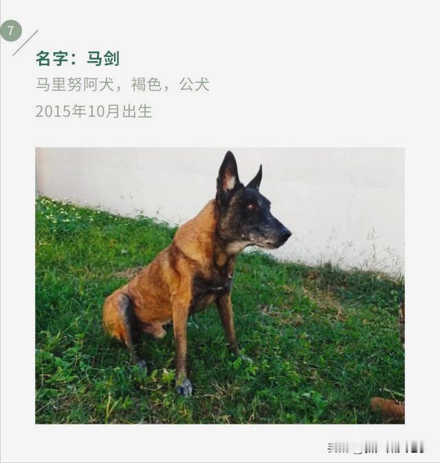 近日，广州武警某部，面向社会公开送养7条退役军犬，退役原因是它们到了服役年限上限