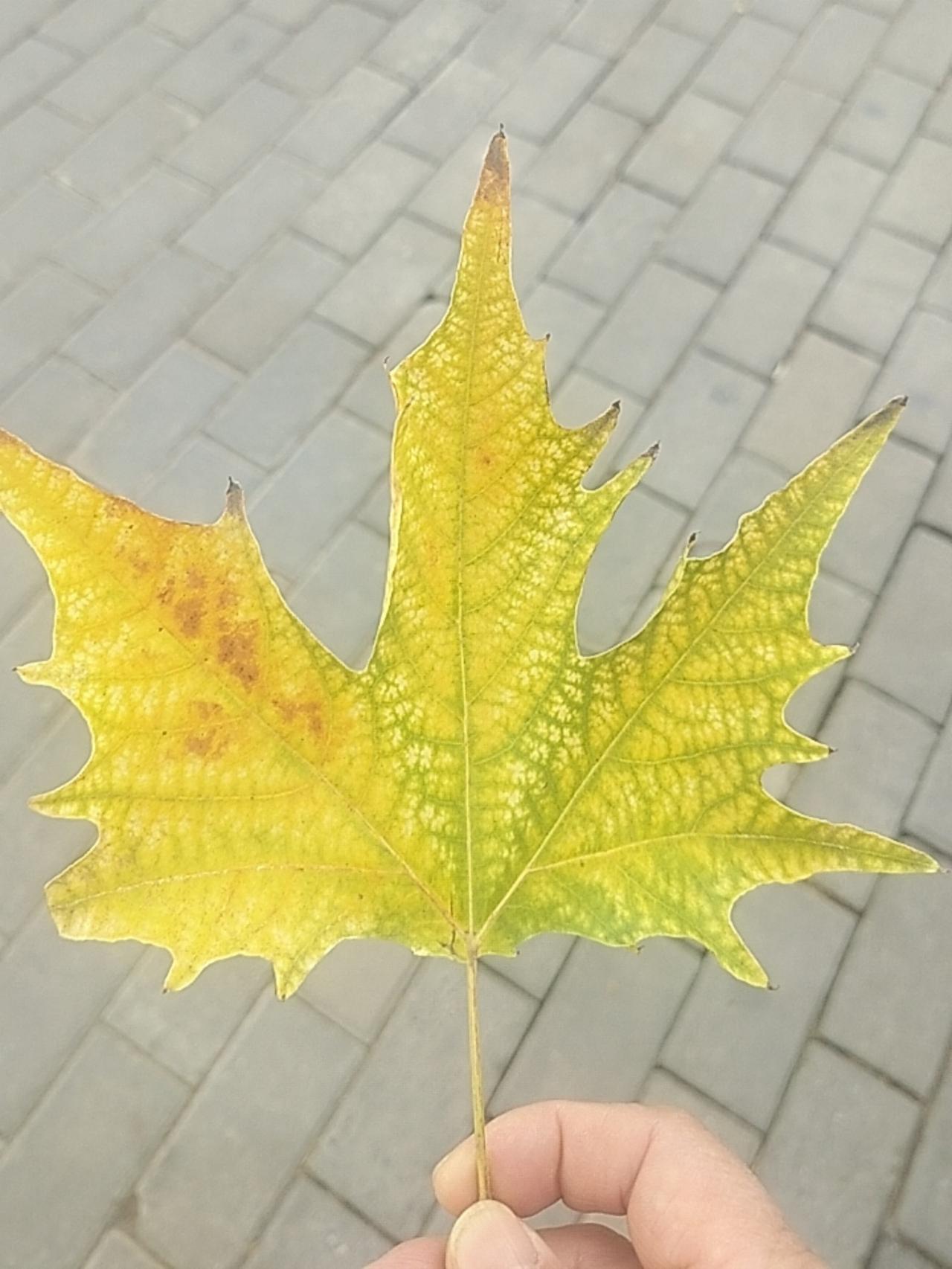 “刚刚捡起的悬铃木叶。
攥在手里像握住半片秋——
尖齿边是刚染的金，叶脉里还裹着