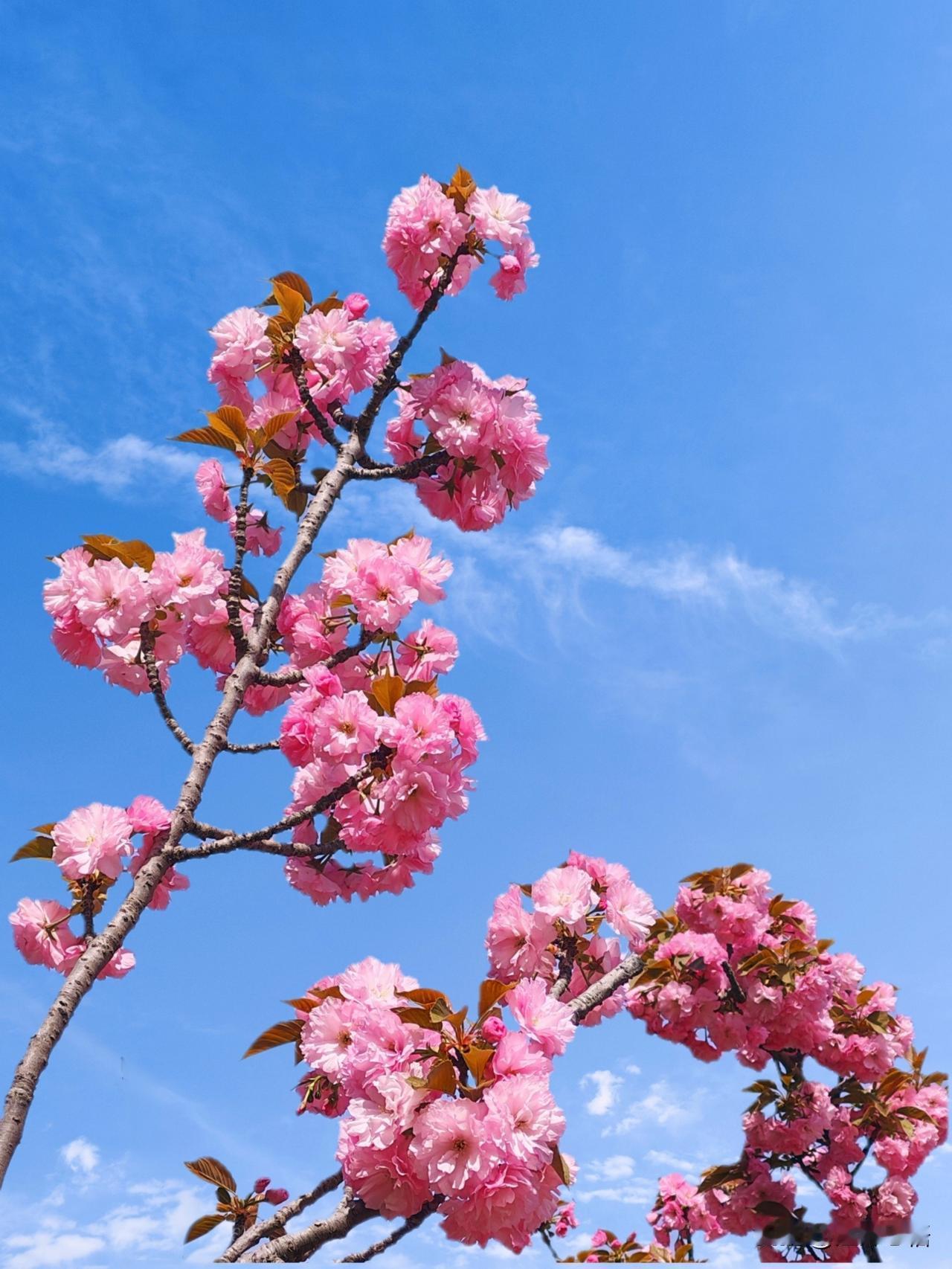 粉嫩樱花绽新春，蓝天白云映芳华。