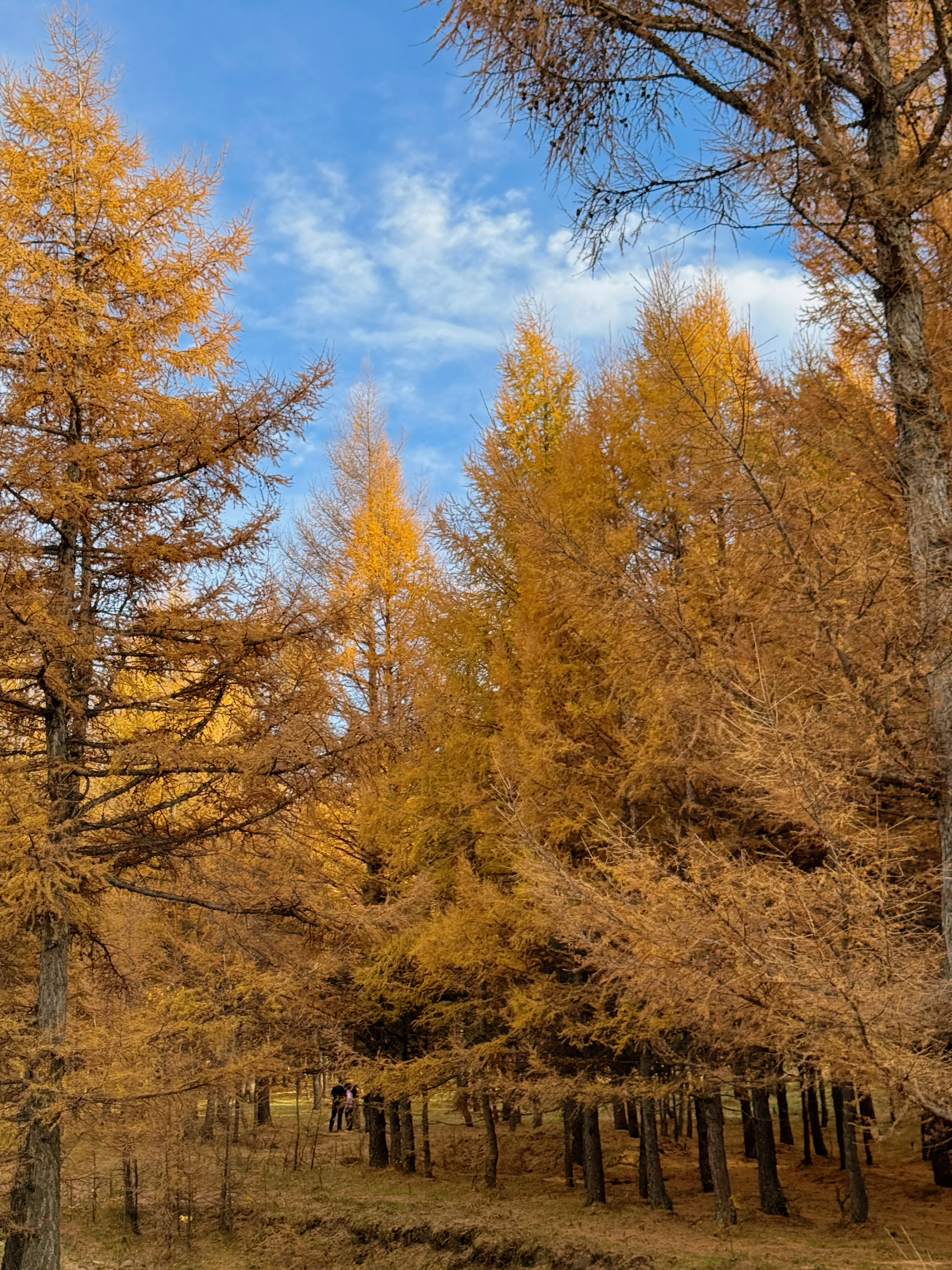 我不属于这里却自然而然的融入了这里的一切  ​​​