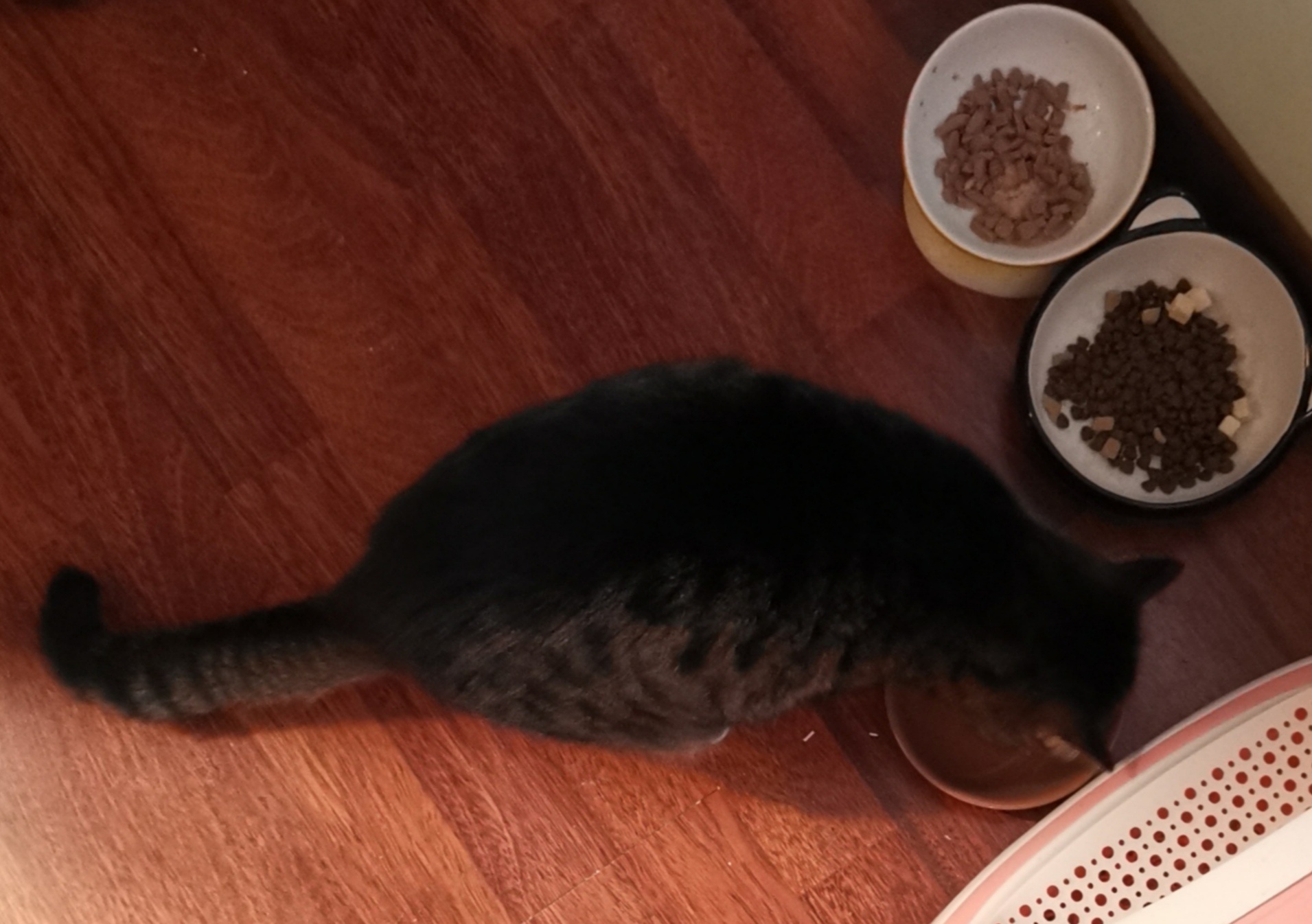 猫宁。端午安康！今日多帅用餐，强弟旁观。一日二猫，洋猫中猫，各自张望。