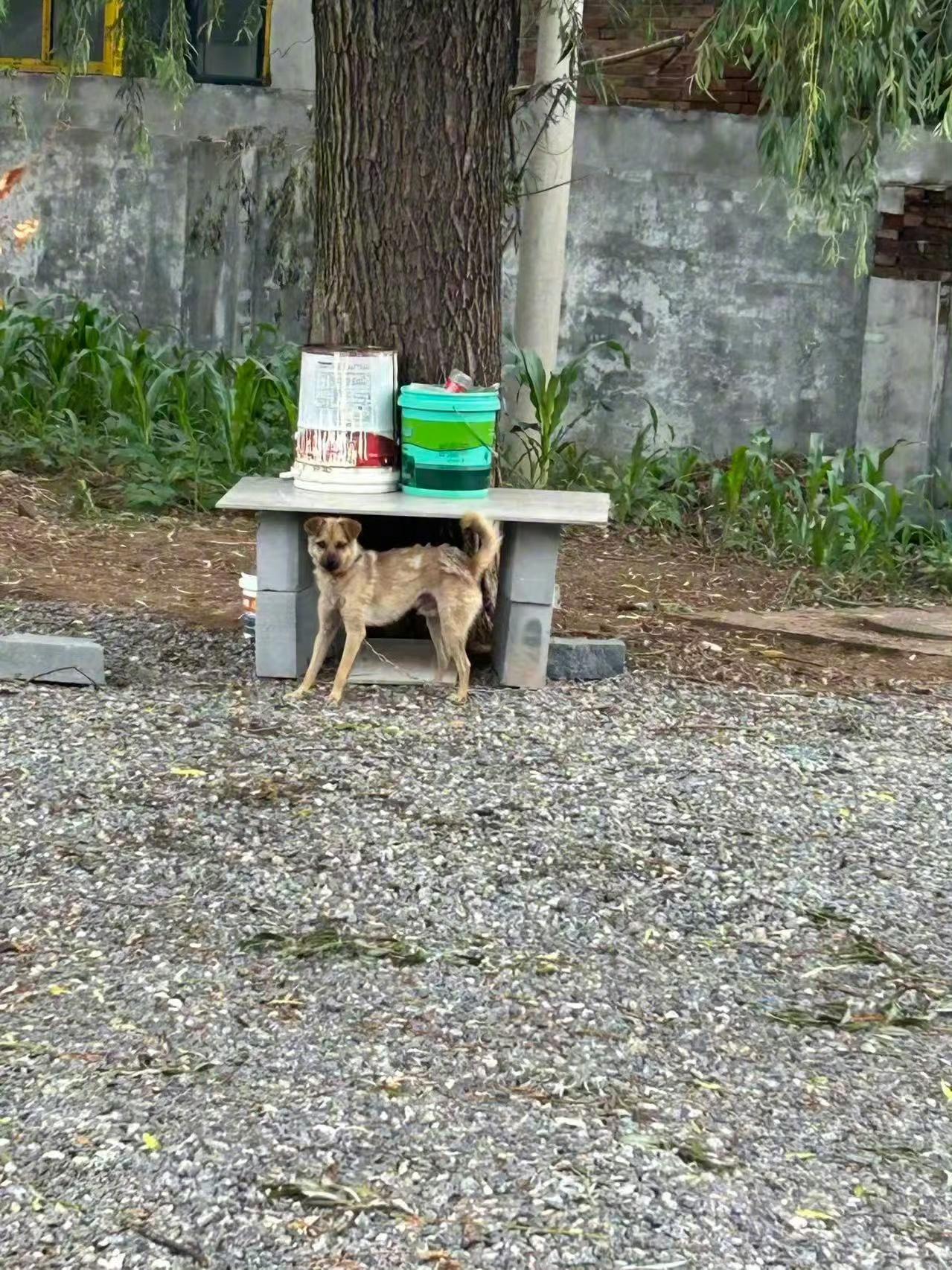 这场悲剧是注定的 
原因很简单，不是狗死了， 
也不是没调解，而是一步错步步错