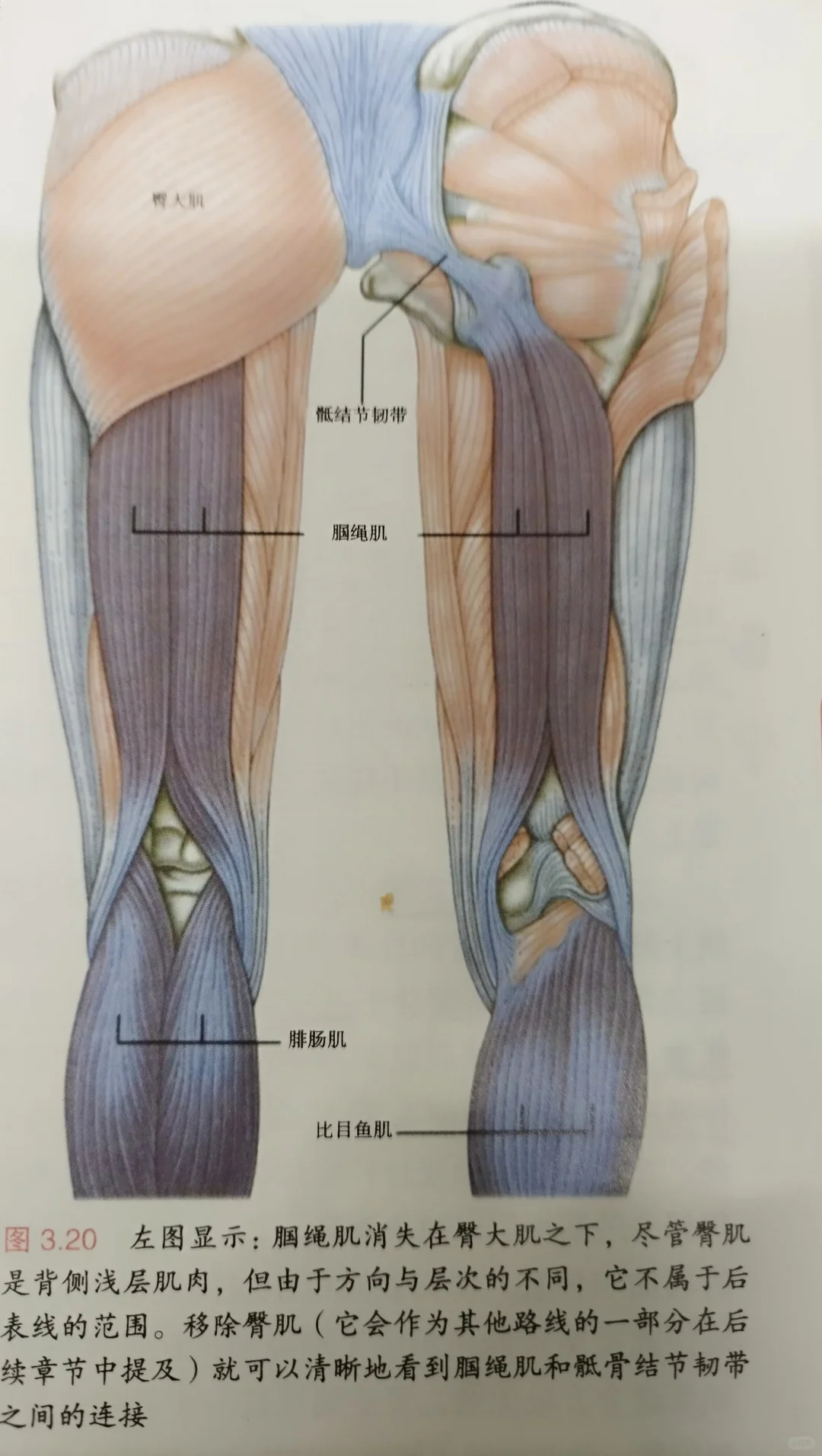 旋转膝关节