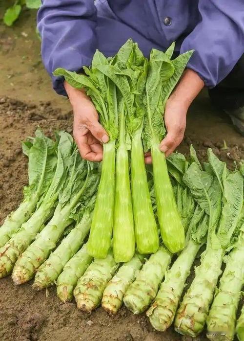 严查到底！兰州莴笋染色事件实锤，11.8吨问题蔬菜全部销毁
 
食品安全无小事！