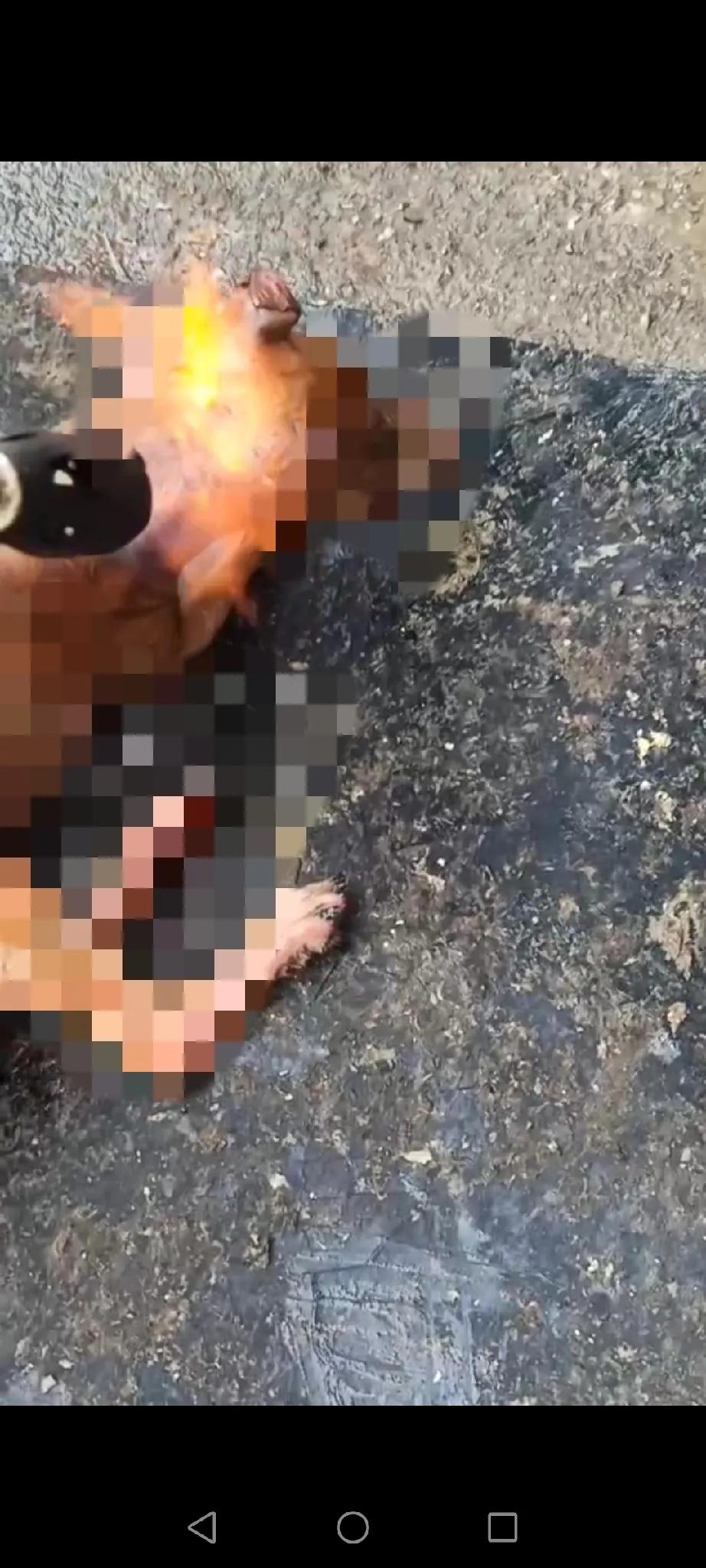 今天早上看到的视频，内容过于血腥没法展示，是有人吃狗肉为了方便给狗脱毛，竟然直接