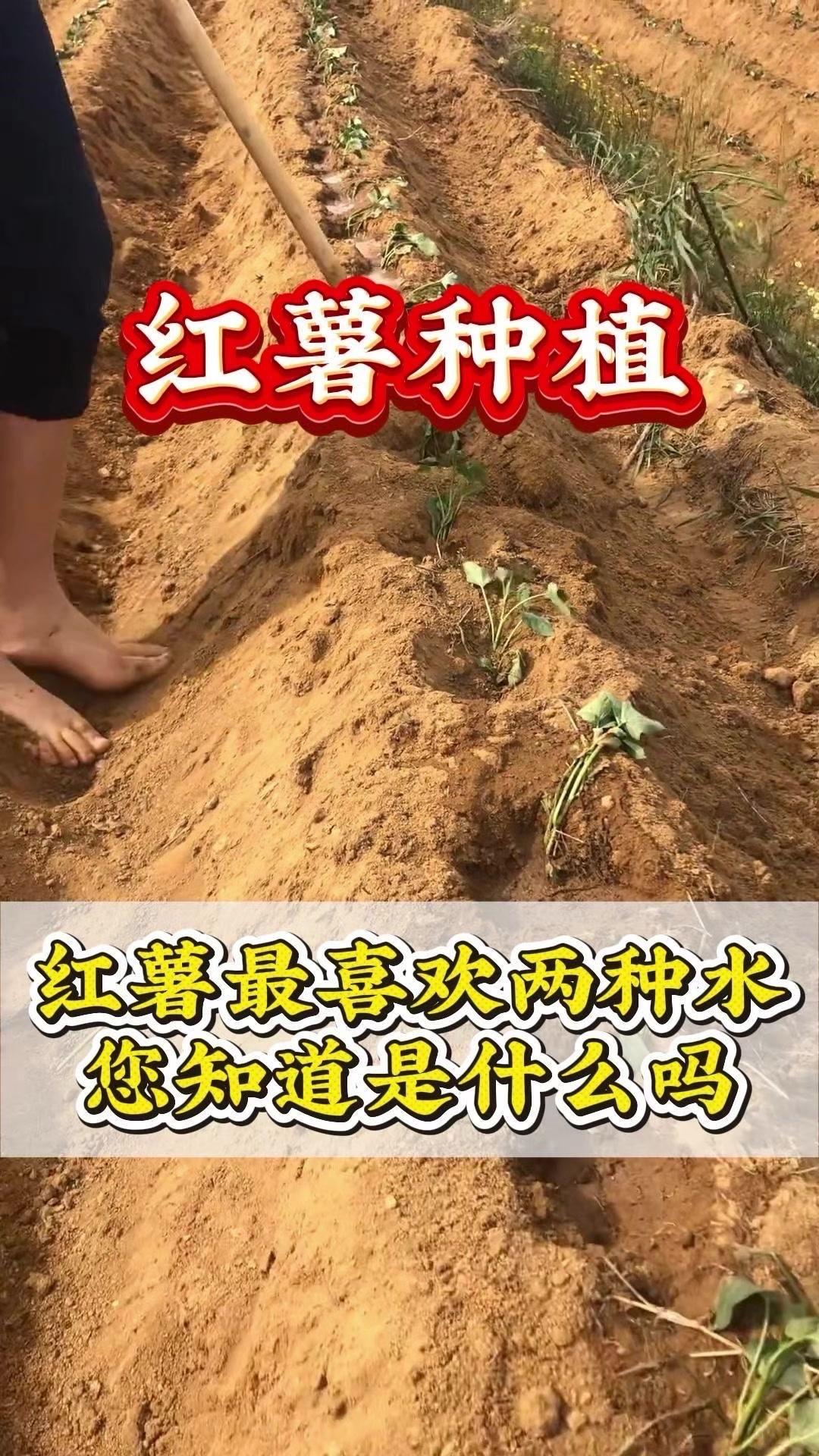 🍠红薯浇水浇不对真的白忙活！老把式祖传的这两种“神仙水”，不用买肥买药，自己在