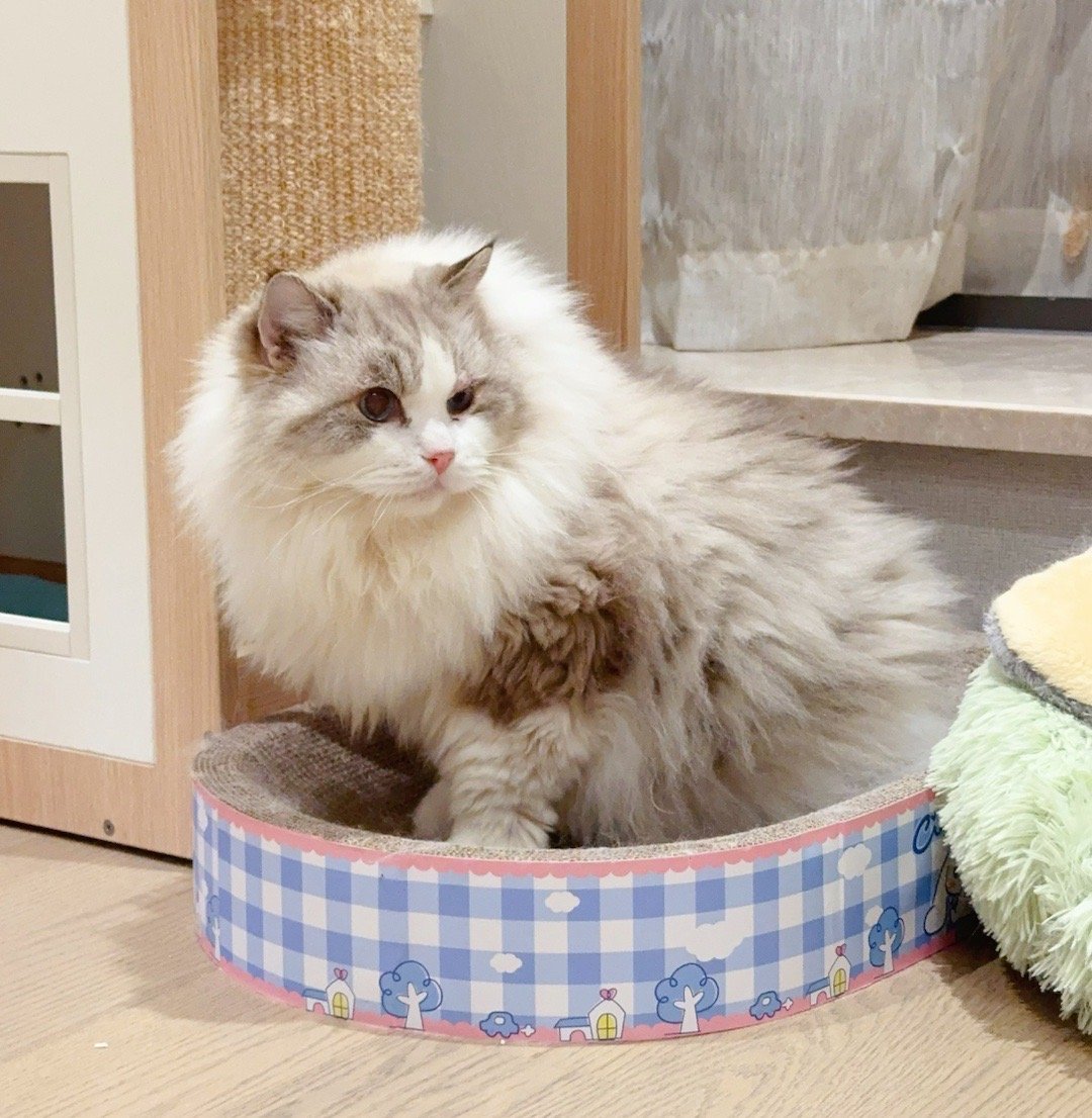 恭喜我们太爷大b哥15周岁，做猫舍马上要步入第13年，最初繁育的孩子也12岁了，