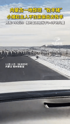 笑不活了！这年头猪都知道找工作了。近日内蒙古，男子开车在路上行驶，前面出现一群在