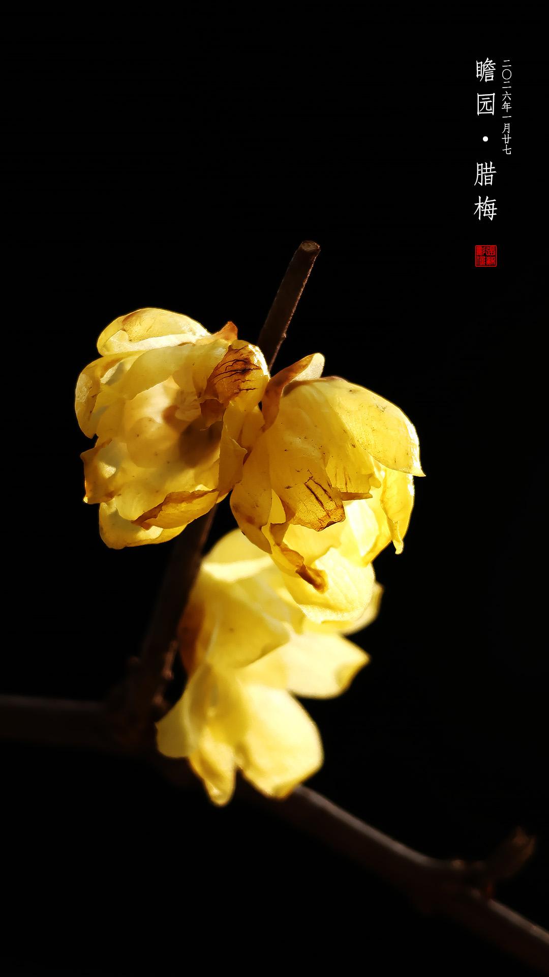 瞻园 · 腊梅      

每年这个时节，都会拍些腊梅，只是每年的心境都会不一