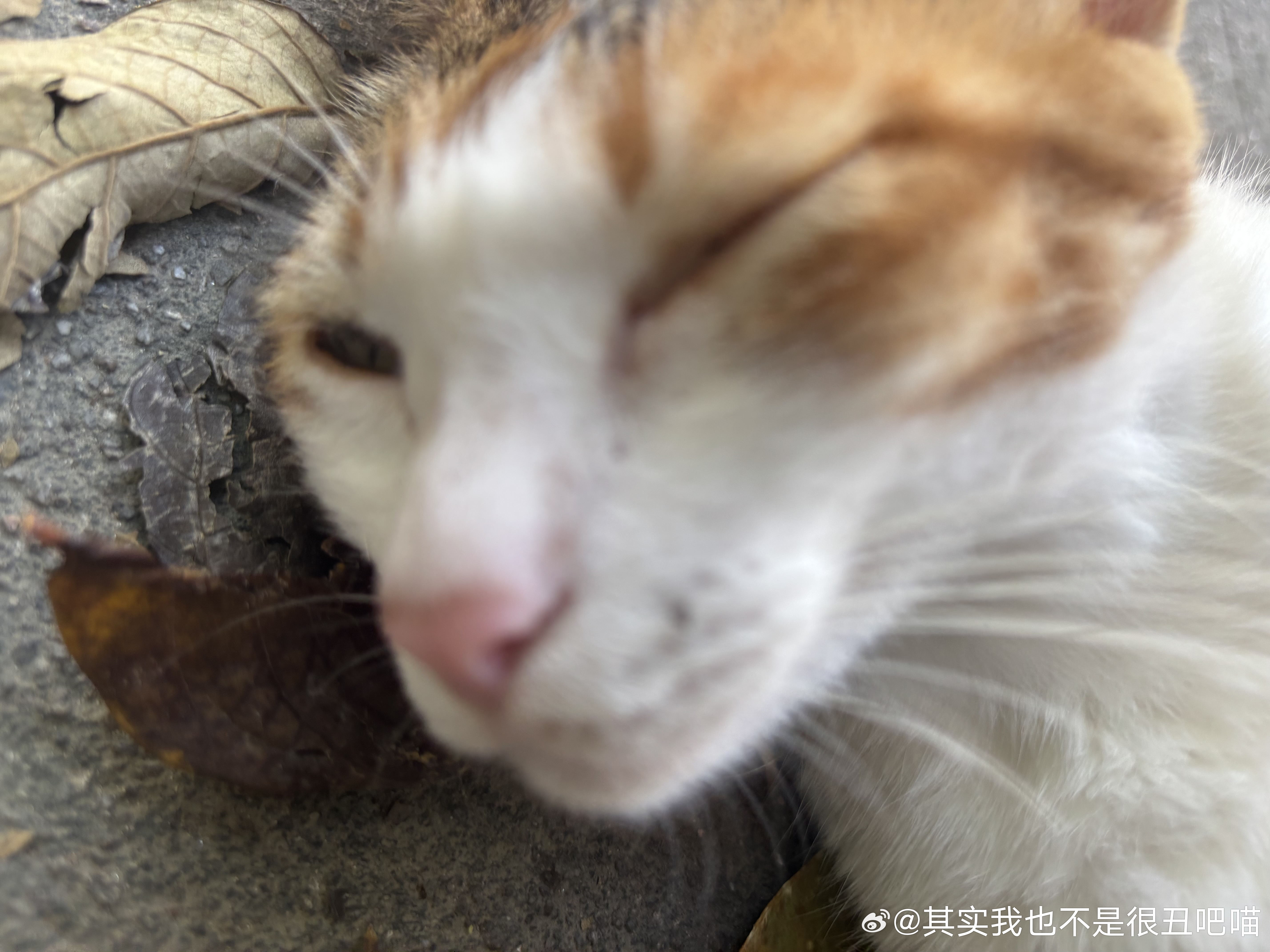49492【丑猫】假寐 