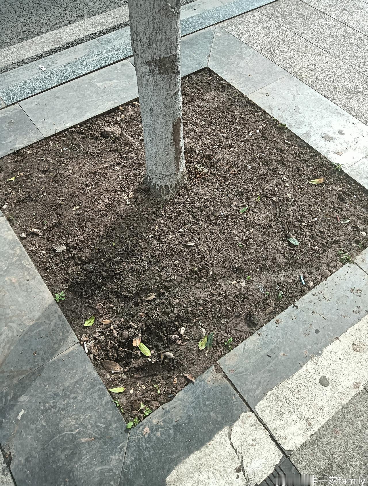 卖彩票大姐沤的肥和栽的菜全部被清理了。

环卫工大姐跟她说过多次，“不允许，不行