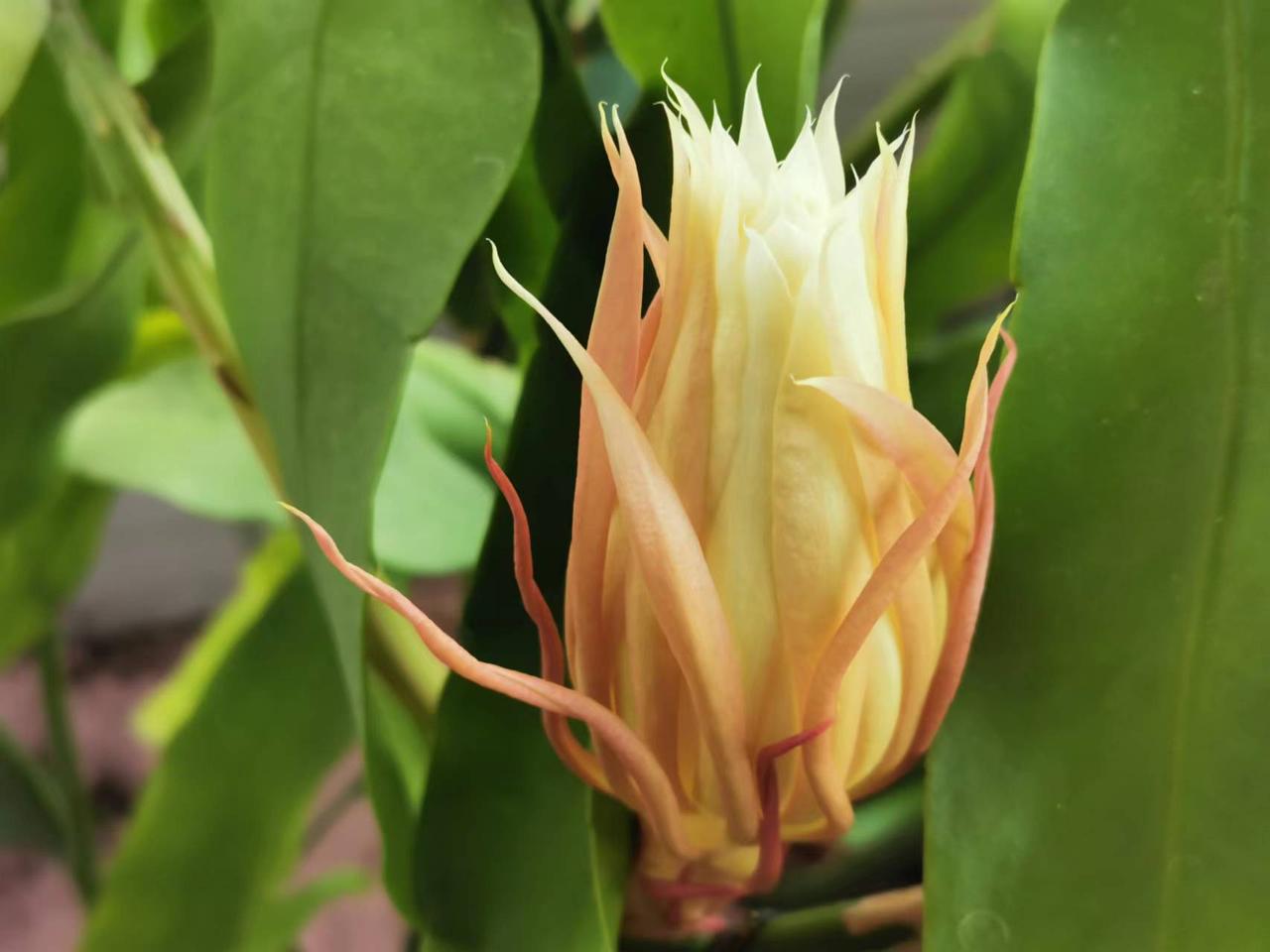 分享一张你相册里的花随手拍～